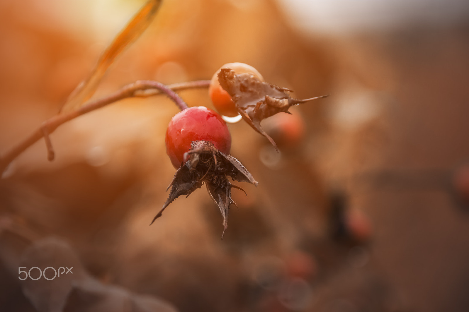 Sigma 18-200mm f/3.5-6.3 DC OS sample photo. Autumn photography