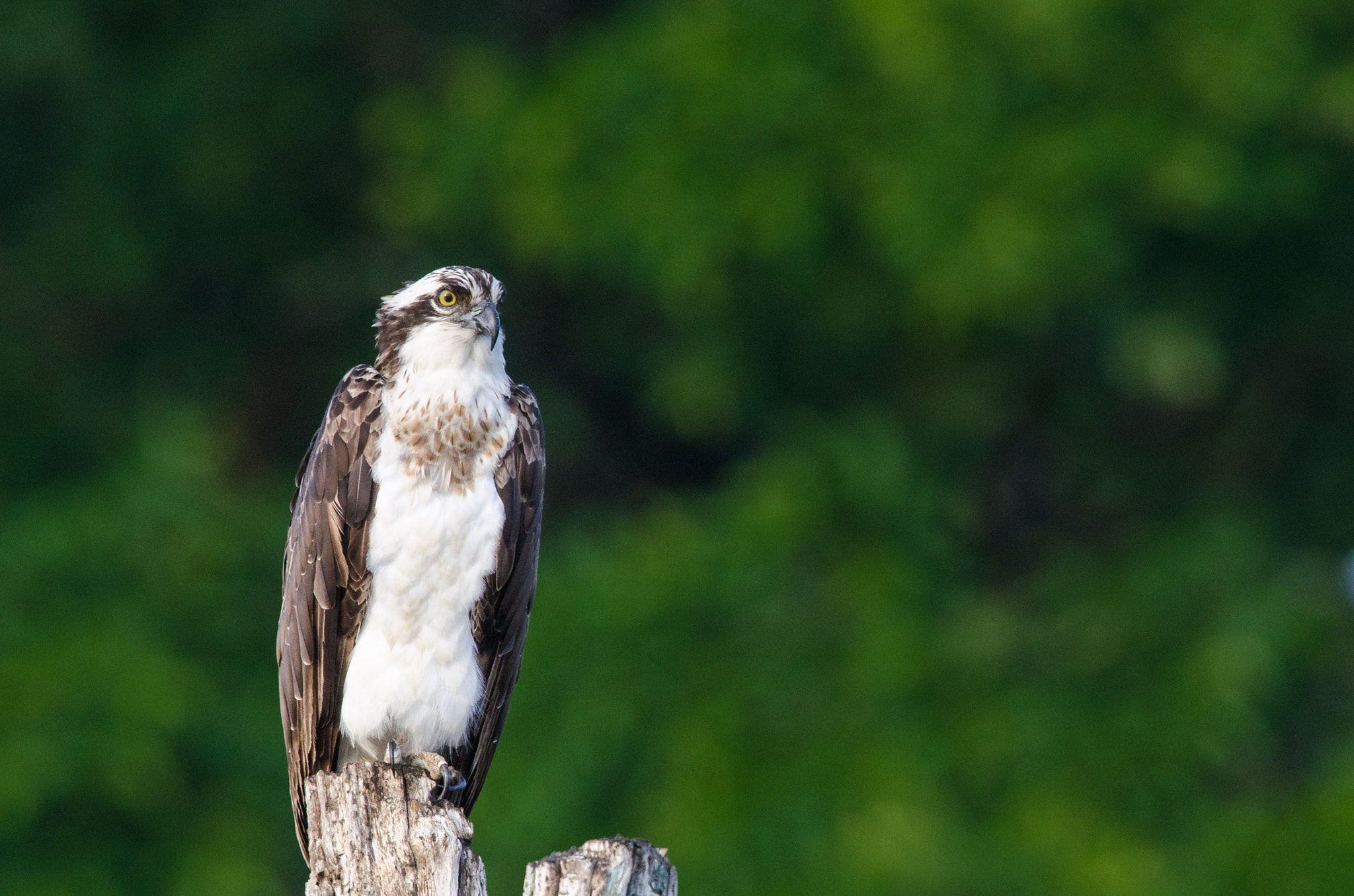 Nikon D7000 + Nikon AF-S Nikkor 500mm F4G ED VR sample photo. Osprey photography