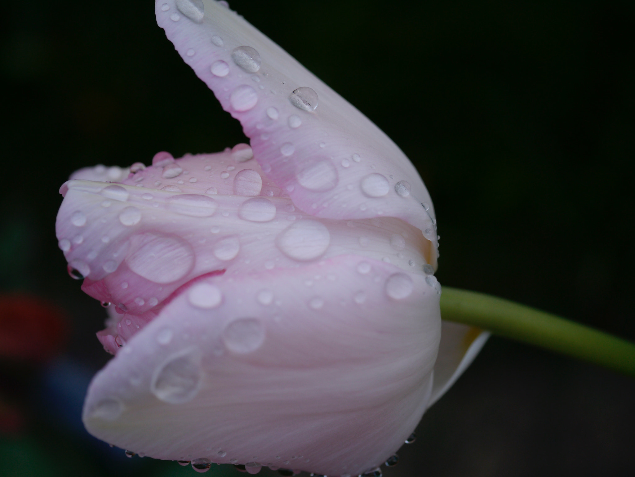 Panasonic Lumix G Macro 30mm F2.8 ASPH Mega OIS sample photo. A l'eau... photography