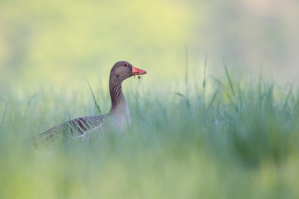 Canon EF 400mm F2.8L IS II USM sample photo. In the morning ... photography