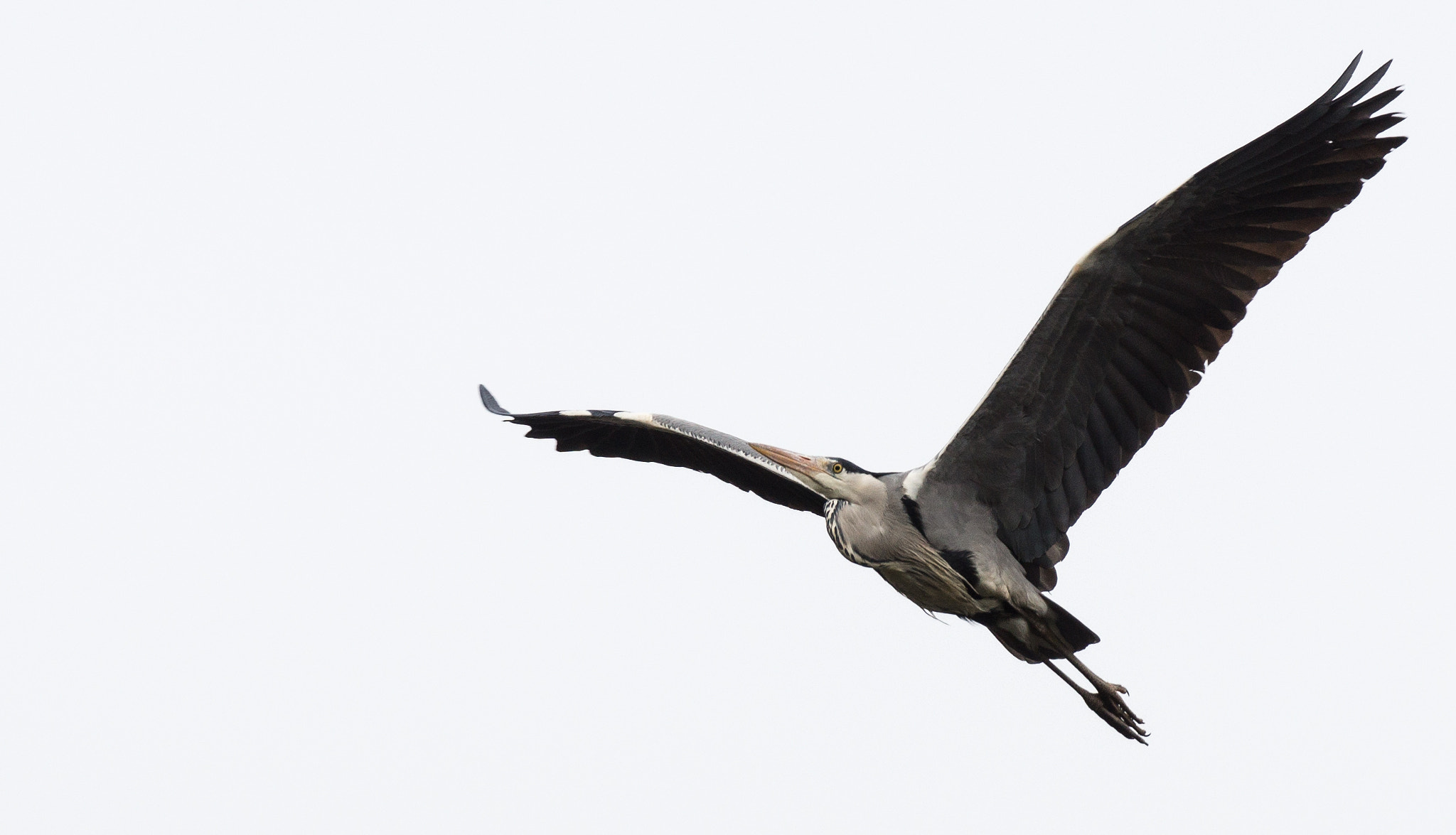 Sony 70-400mm F4-5.6 G SSM II sample photo. Wide wings... photography