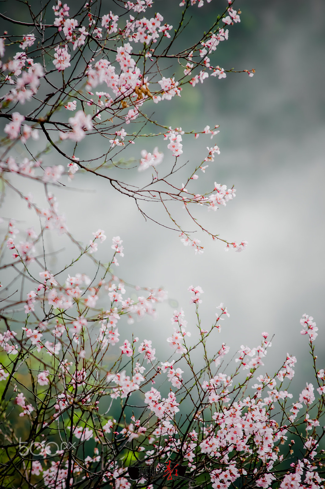 Sigma 70-200mm F2.8 EX DG Macro HSM II sample photo. 桃花 photography