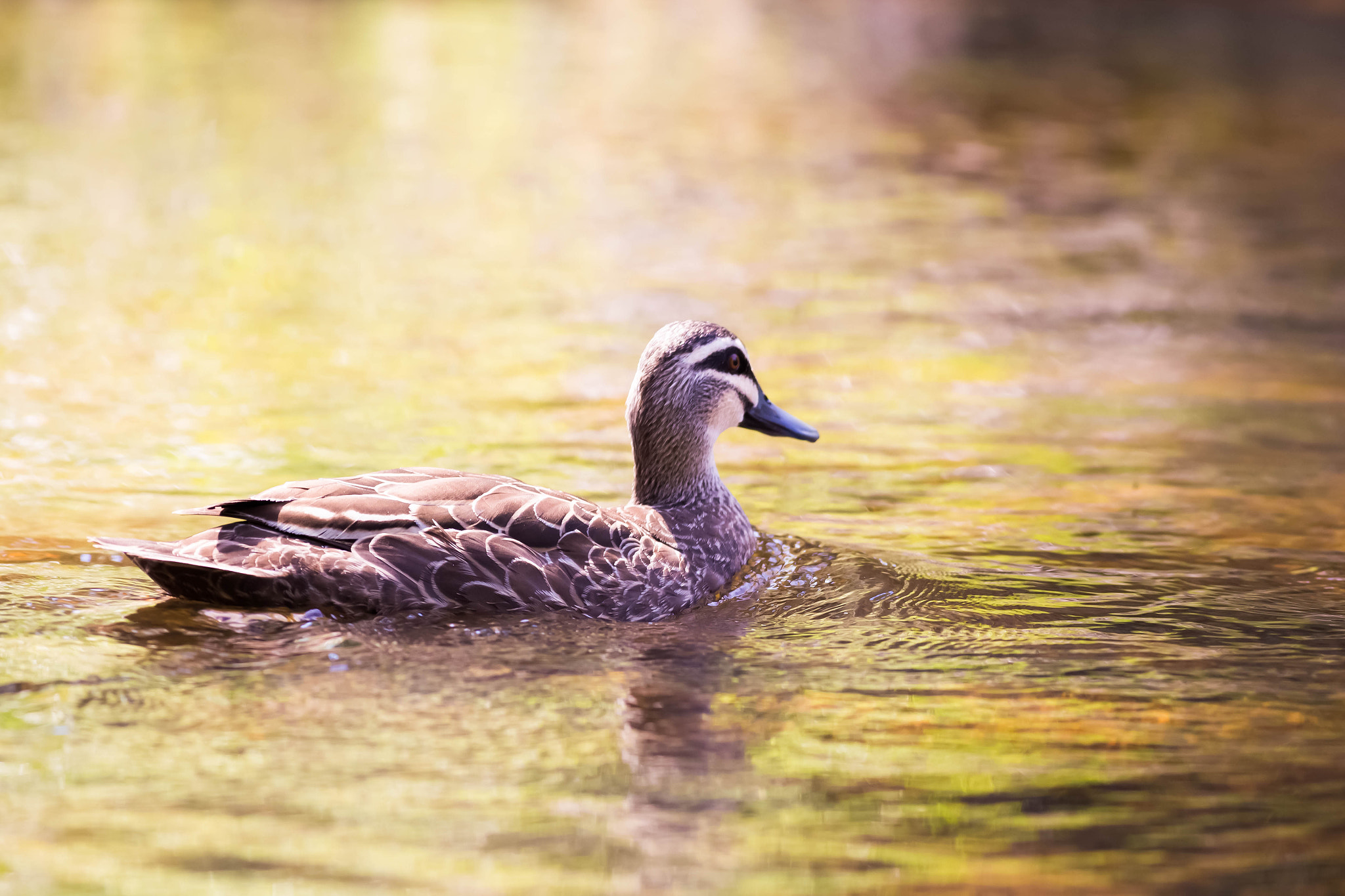 Canon EOS 6D + Canon EF 400mm F5.6L USM sample photo. Swimming away photography