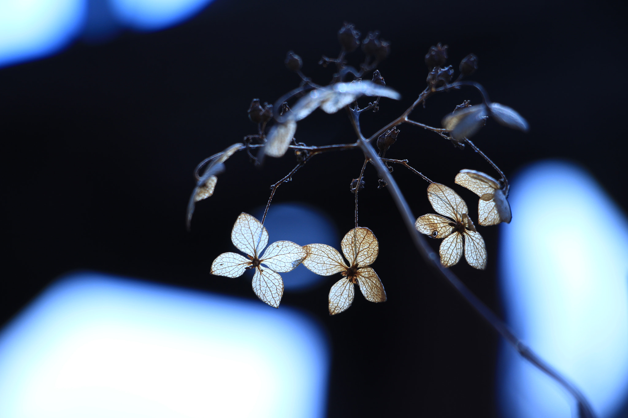 Canon EOS 700D (EOS Rebel T5i / EOS Kiss X7i) + Canon EF 50mm f/1.8 sample photo. Hydrangea photography