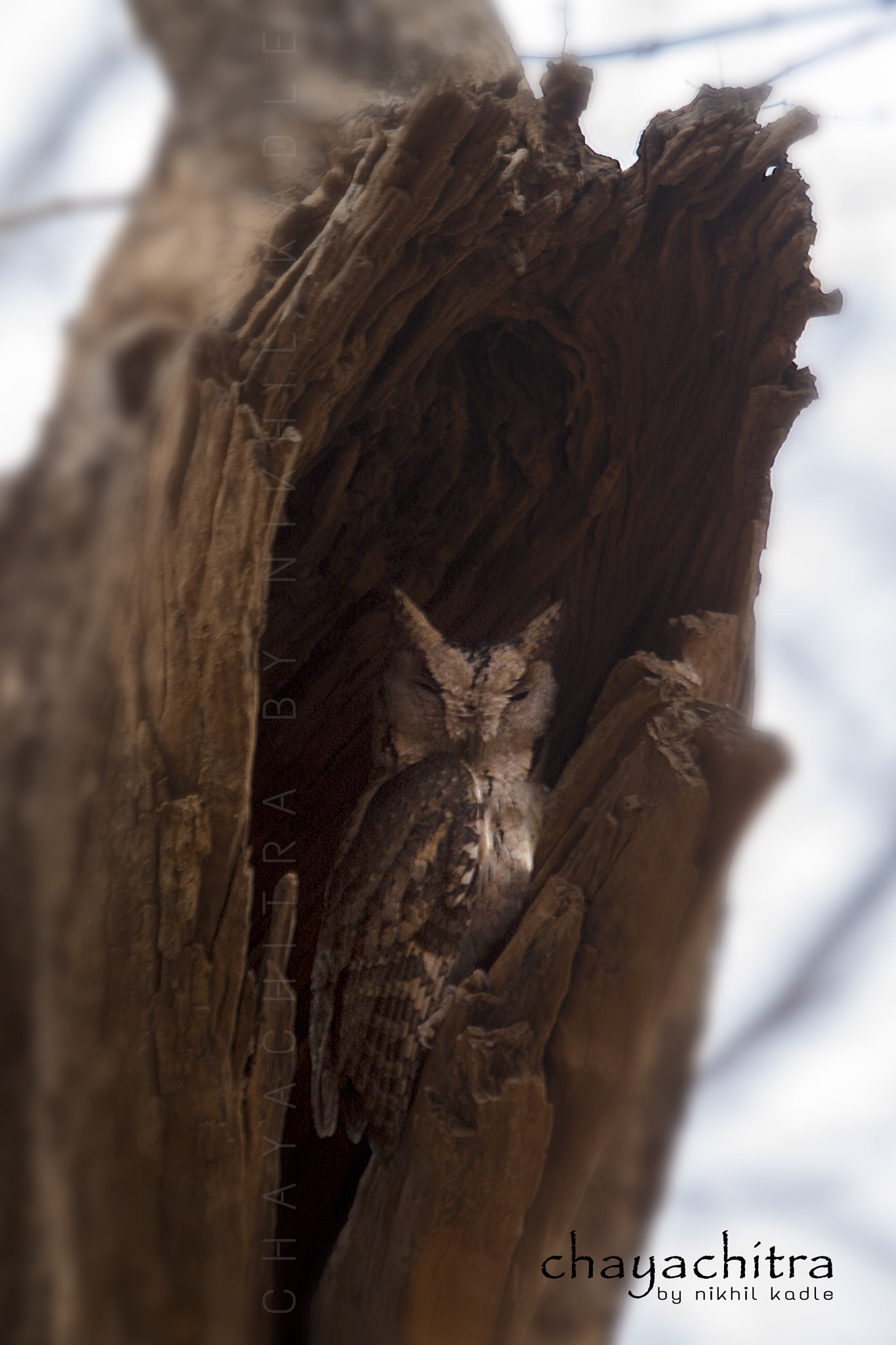 Canon EF 100-400mm F4.5-5.6L IS USM sample photo. Indian scops owl photography
