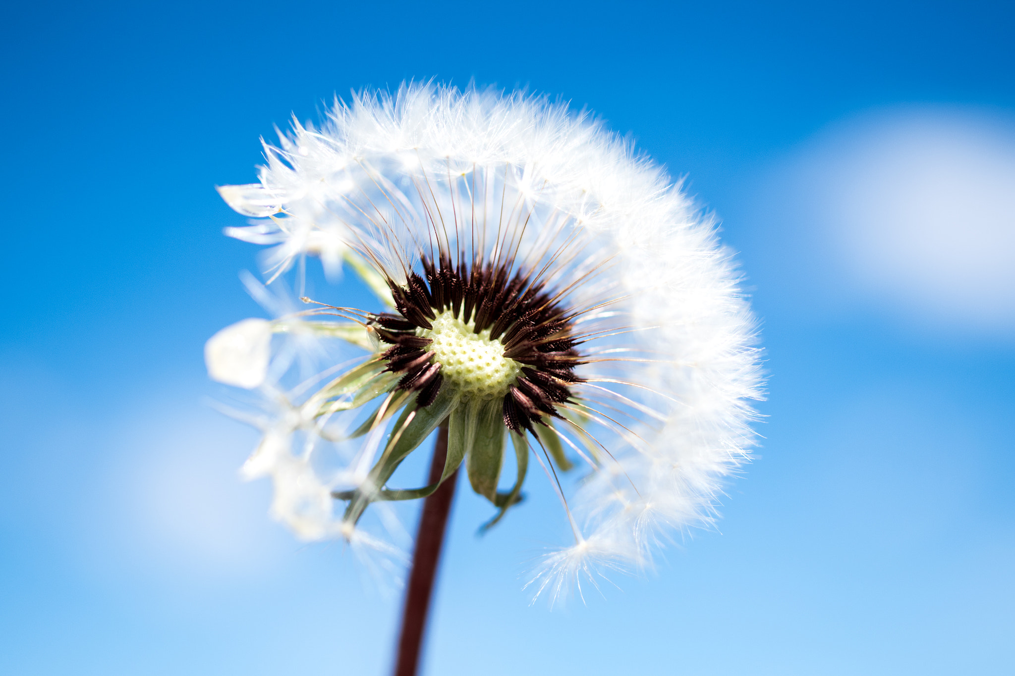 Pentax K-S2 + HD Pentax DA 35mm F2.8 Macro Limited sample photo. Poof. dandelion flower. photography