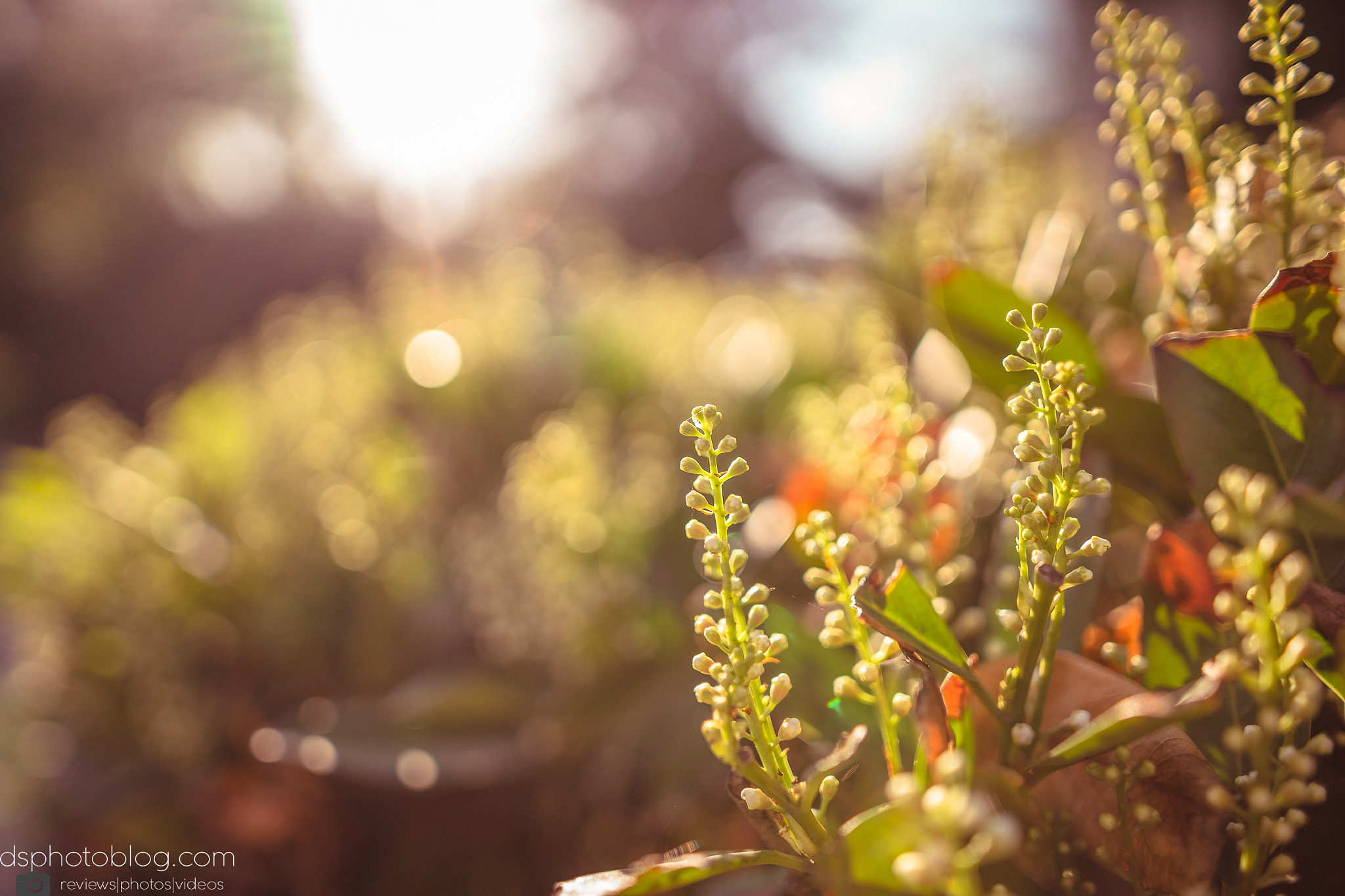 Sony a7 II + Sigma 24mm F1.4 DG HSM Art sample photo. Beauty of spring photography