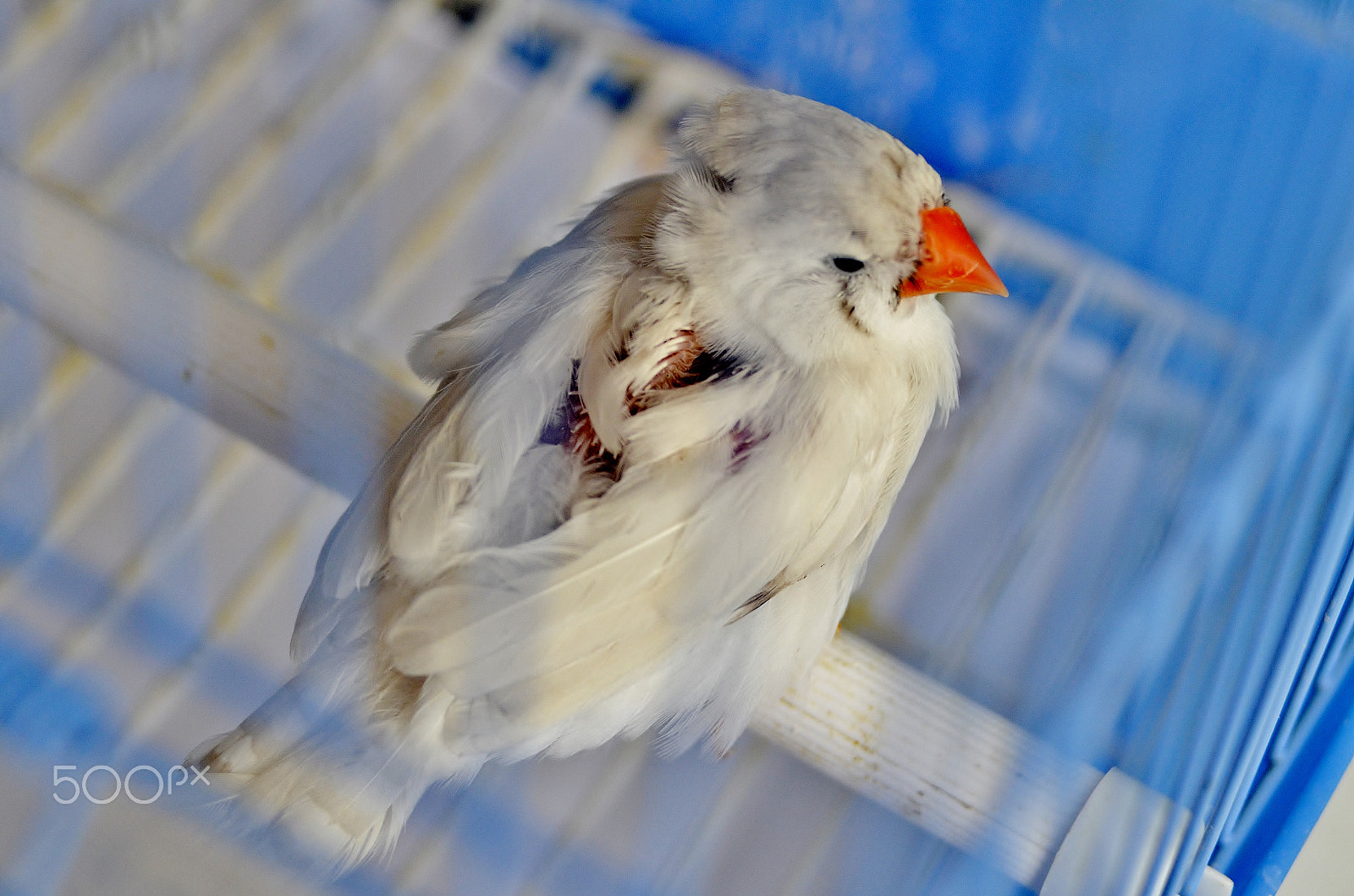 Nikon D7000 + AF Zoom-Nikkor 35-70mm f/3.3-4.5 sample photo. Wounded bird photography