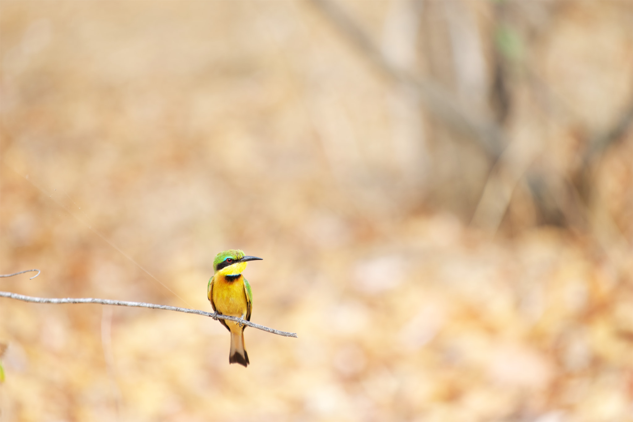 Sony a7 II + Sony FE 70-200mm F4 G OSS sample photo. Yellows and greens photography