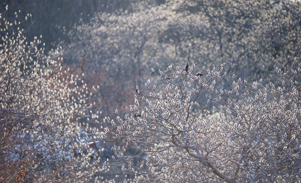 Panasonic Lumix G X Vario 35-100mm F2.8 OIS sample photo. Spring photography