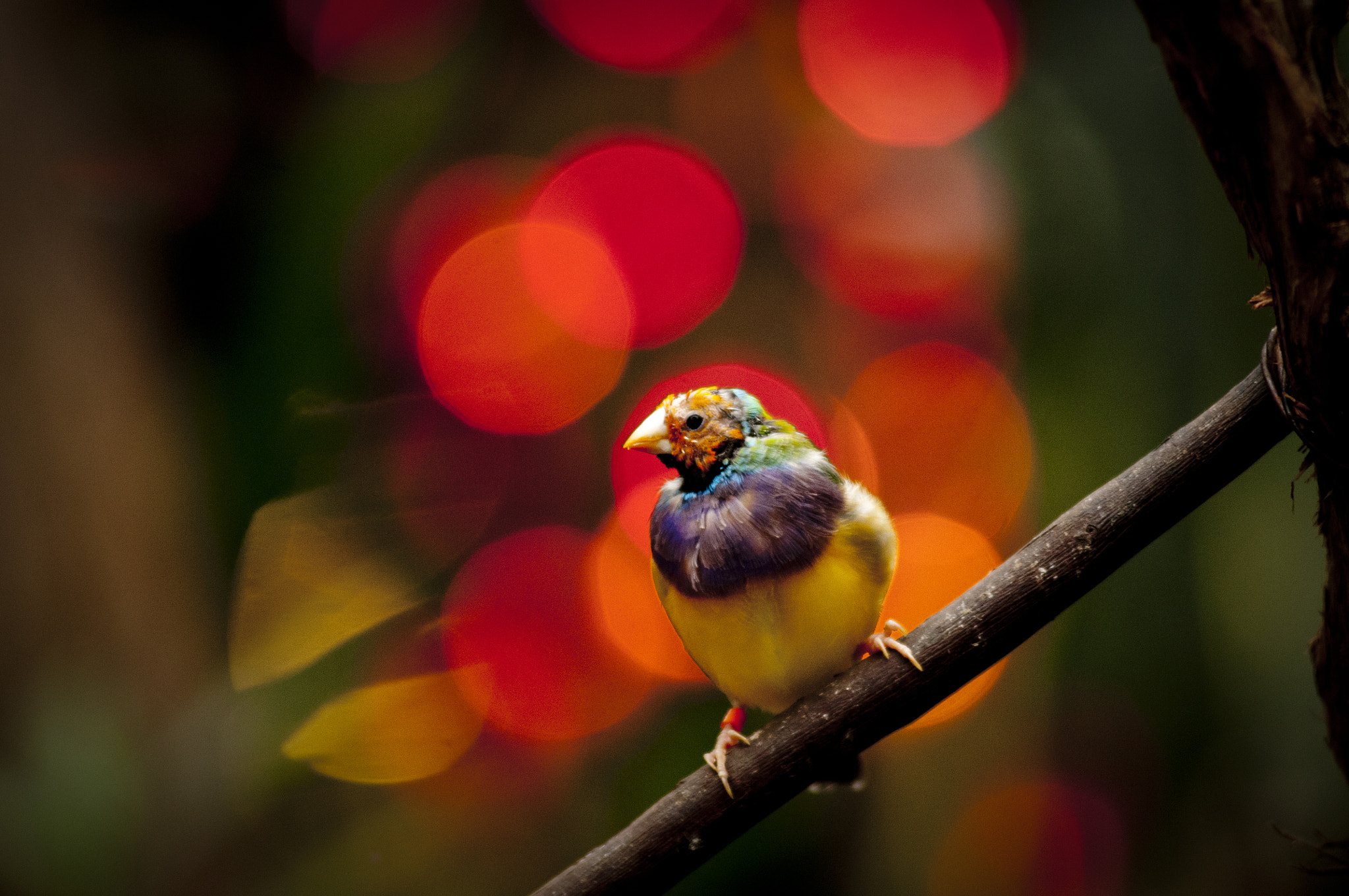 AF Zoom-Nikkor 80-200mm f/2.8 ED sample photo. The red photography