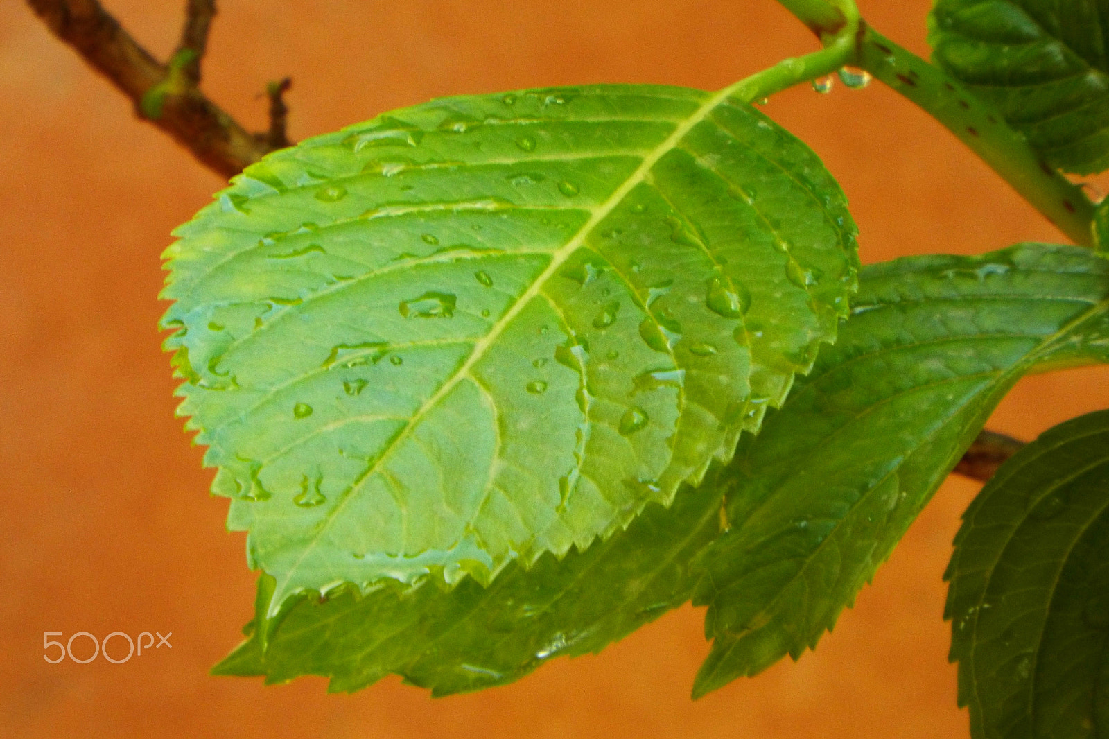 Fujifilm FinePix S9800 sample photo. Hydrangea leaf photography