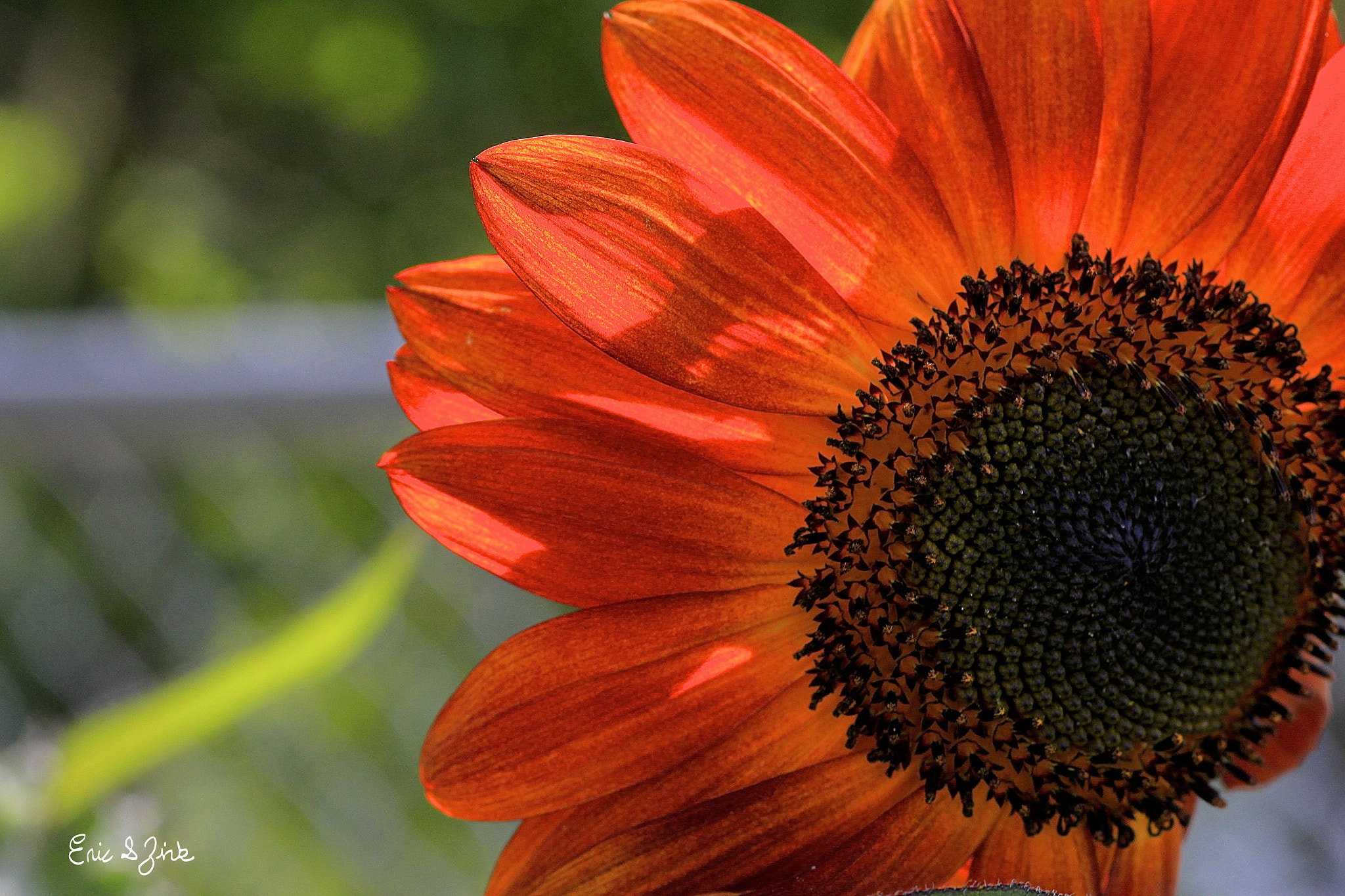 Tamron SP AF 90mm F2.8 Di Macro sample photo. Red sunflower photography