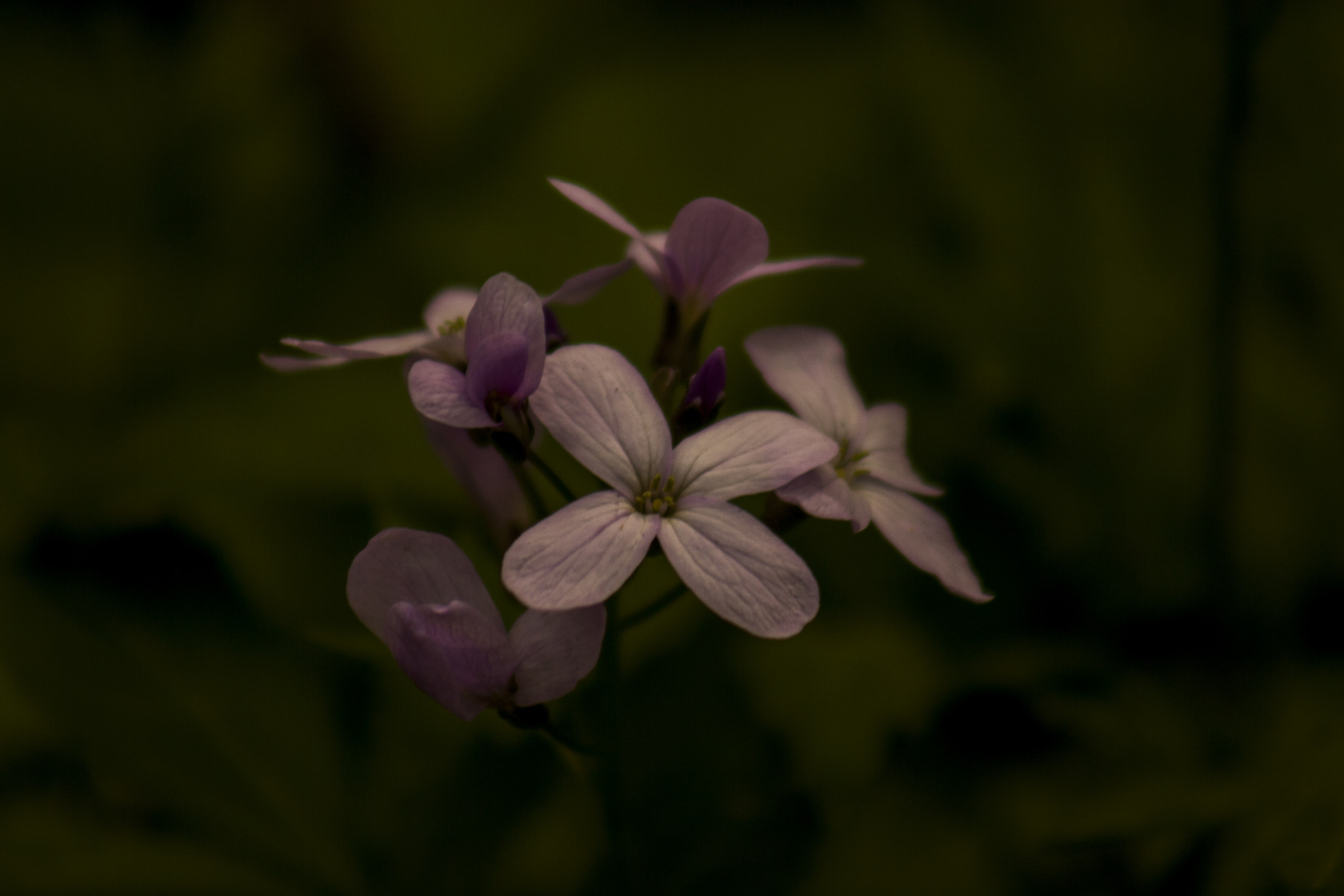 Canon EOS 30D + EF75-300mm f/4-5.6 sample photo. Qw photography