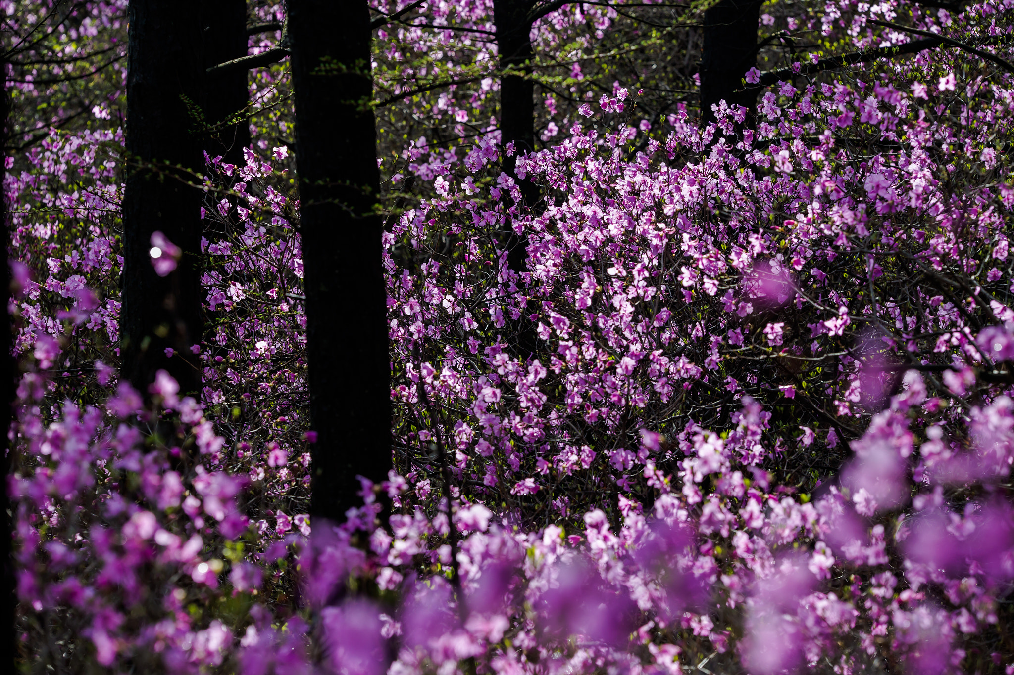 Canon EF 180mm F3.5L Macro USM sample photo. 高山杜鹃花，佳能，大树下的花 photography