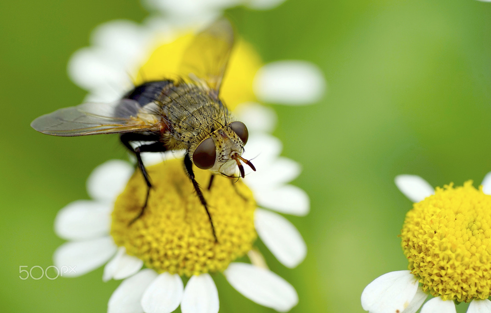 Sony a7R + Sony FE 90mm F2.8 Macro G OSS sample photo. Tachinid fly photography