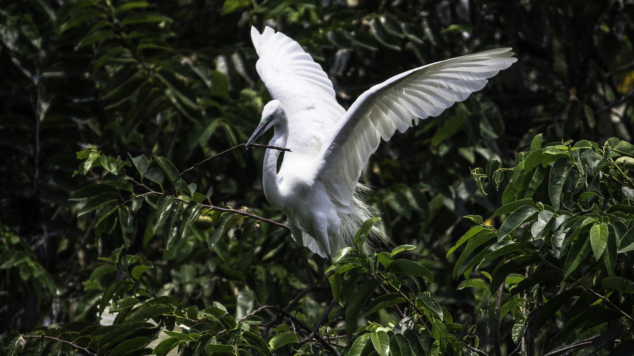 Sony 70-300mm F4.5-5.6 G SSM sample photo. The egret photography