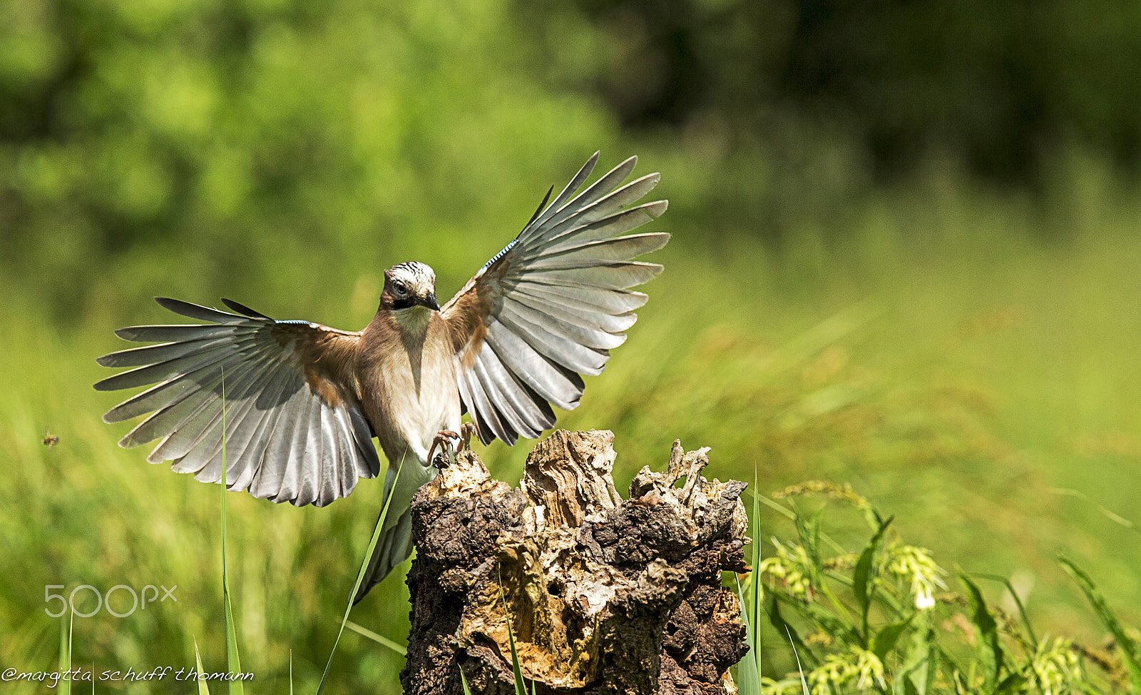 Canon EF 300mm F2.8L IS USM sample photo. Jay.. photography