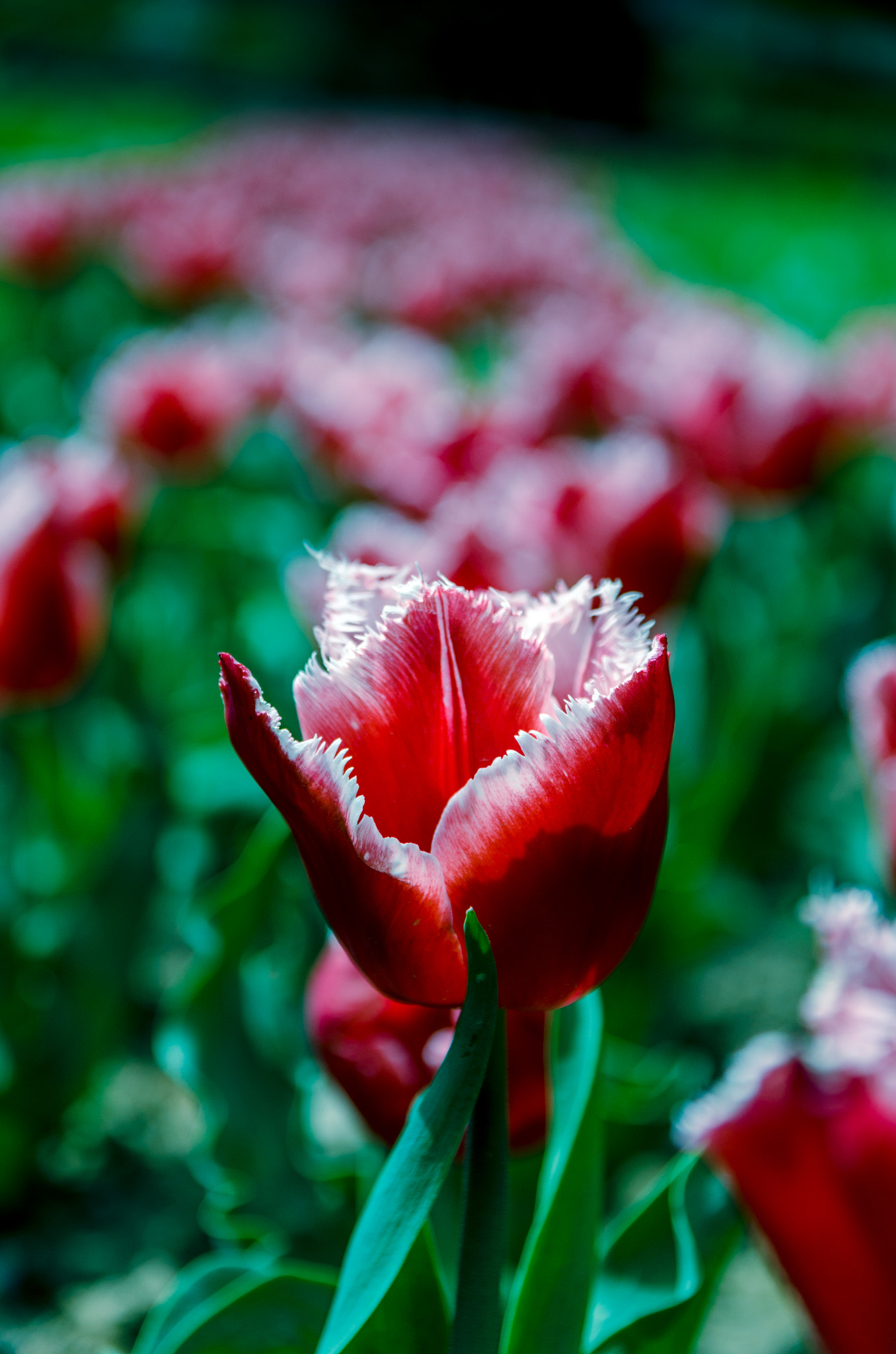 Nikon D5100 + Sigma 17-70mm F2.8-4 DC Macro OS HSM | C sample photo. Thursday tulip photography