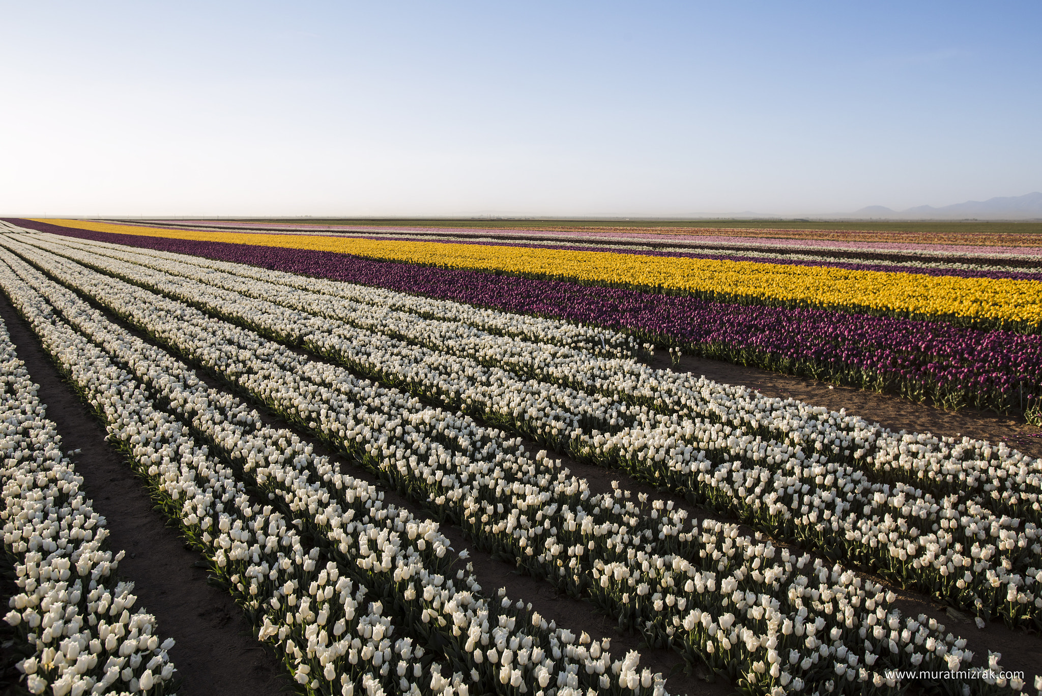 Canon EOS 6D + Canon EF 16-35mm F2.8L USM sample photo. Lalele tarlası photography