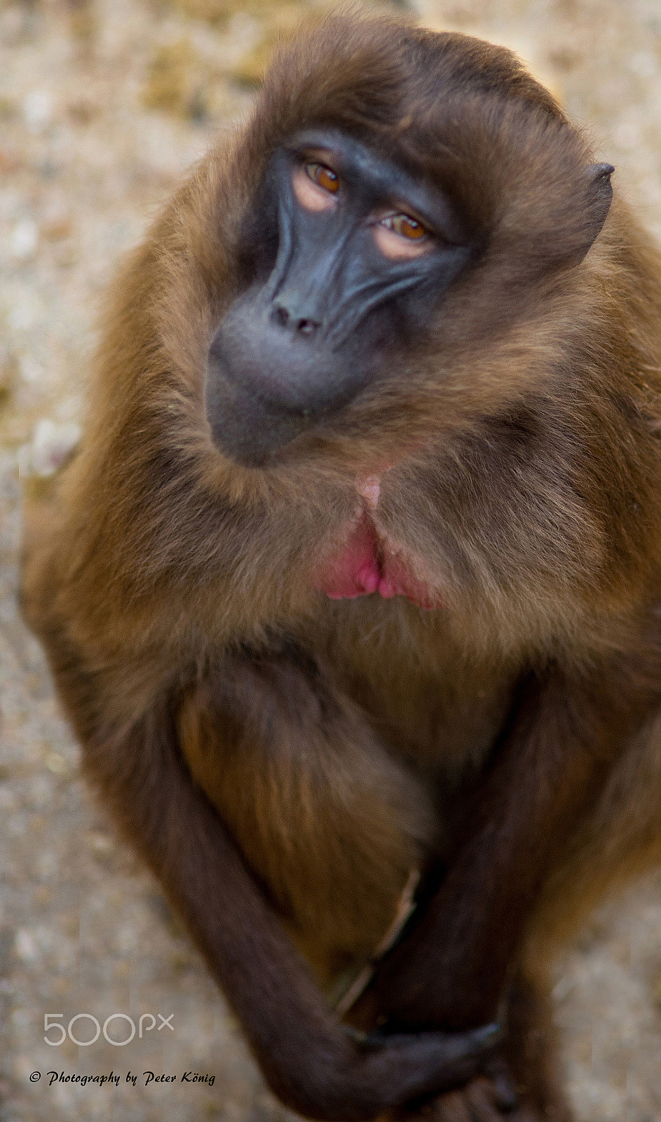 Nikon D600 + AF Nikkor 300mm f/4 IF-ED sample photo. Monkey look photography