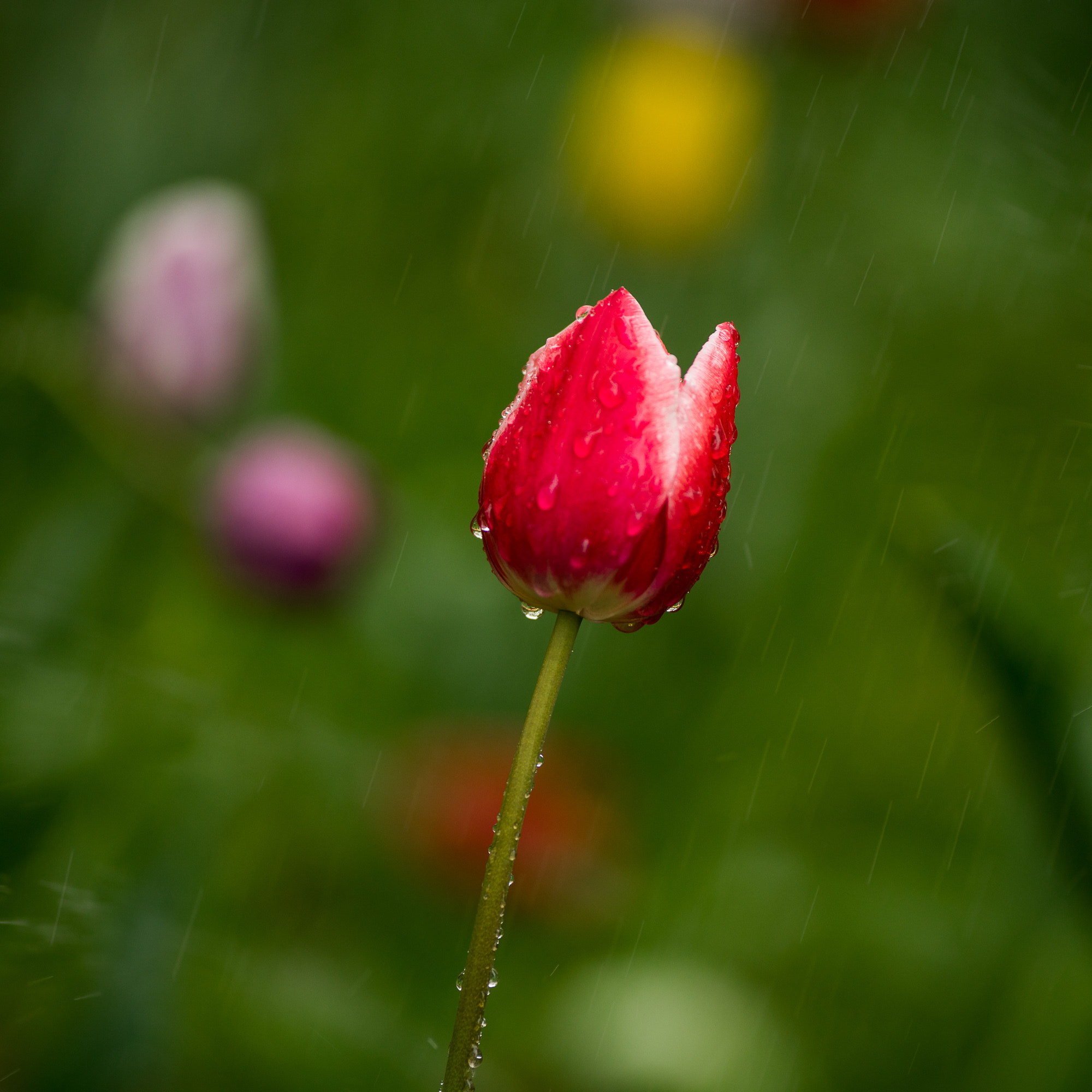 Voigtlander Macro APO-Lanthar 125mm F2.5 SL sample photo. Tulip photography
