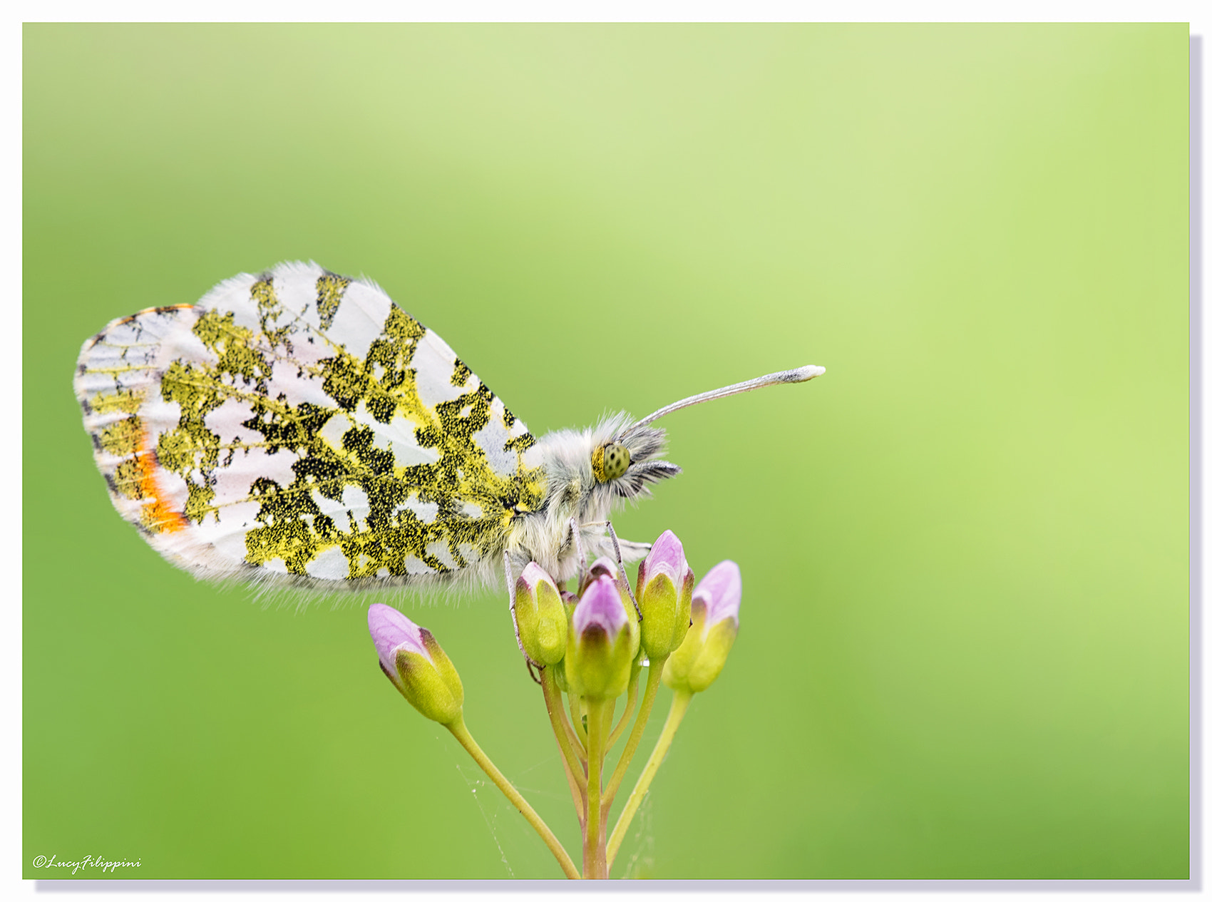 Olympus OM-D E-M1 + Sigma 150mm F2.8 EX DG Macro HSM sample photo. Orange tip.. photography