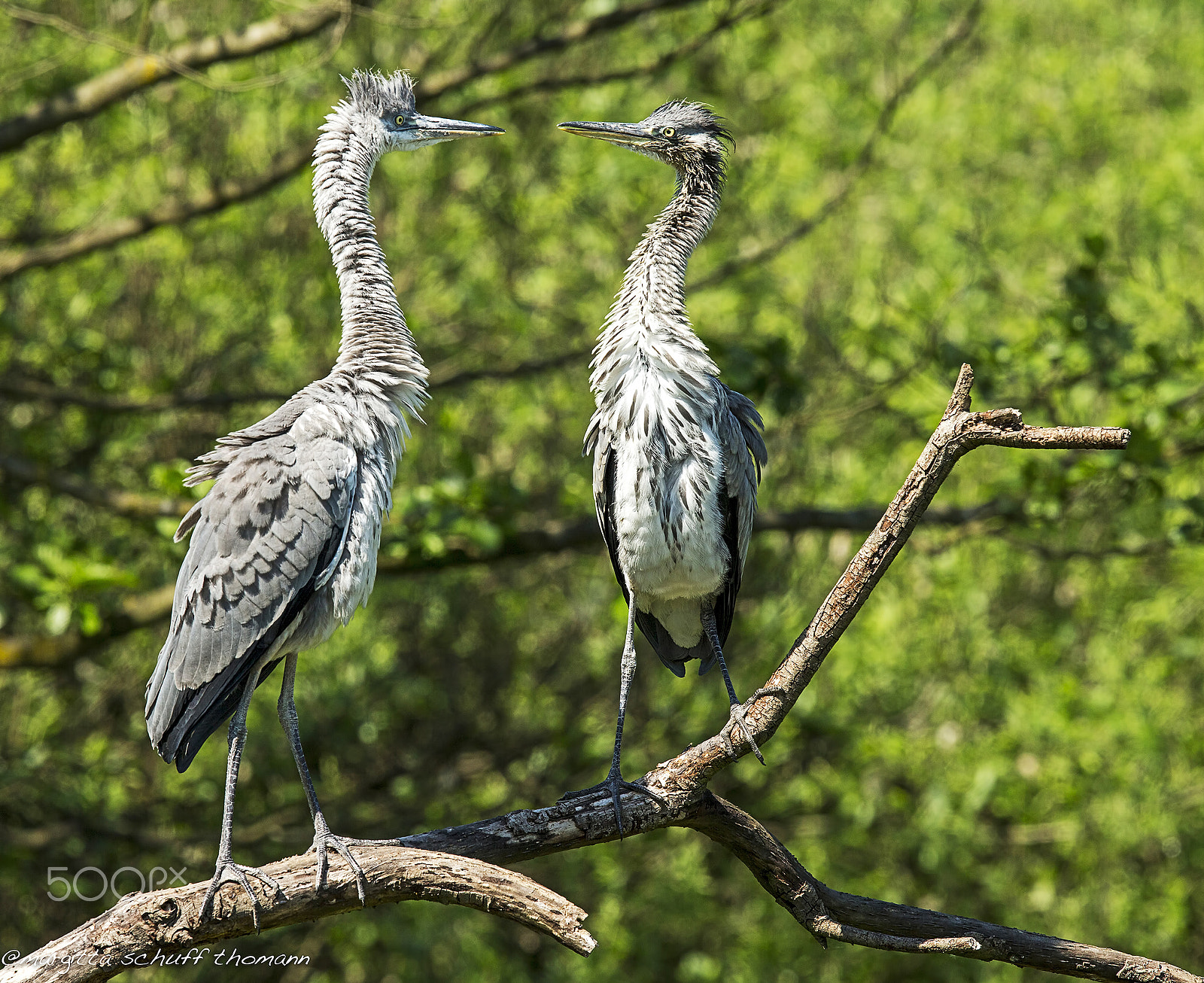 Canon EF 300mm F2.8L IS USM sample photo. Mbeh??.. photography