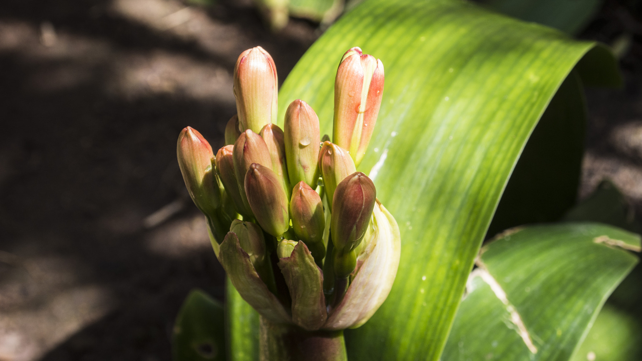 Olympus PEN E-PM2 sample photo. Random plant in the garden photography