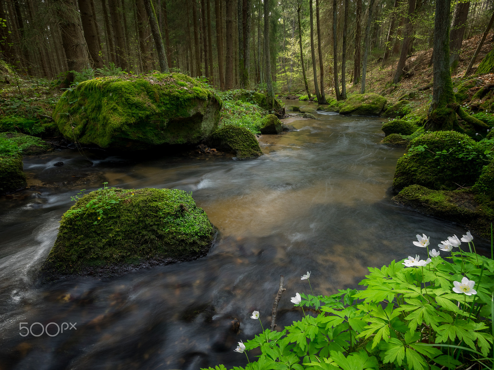 Olympus Zuiko Digital ED 9-18mm F4.0-5.6 sample photo. Verdancy photography