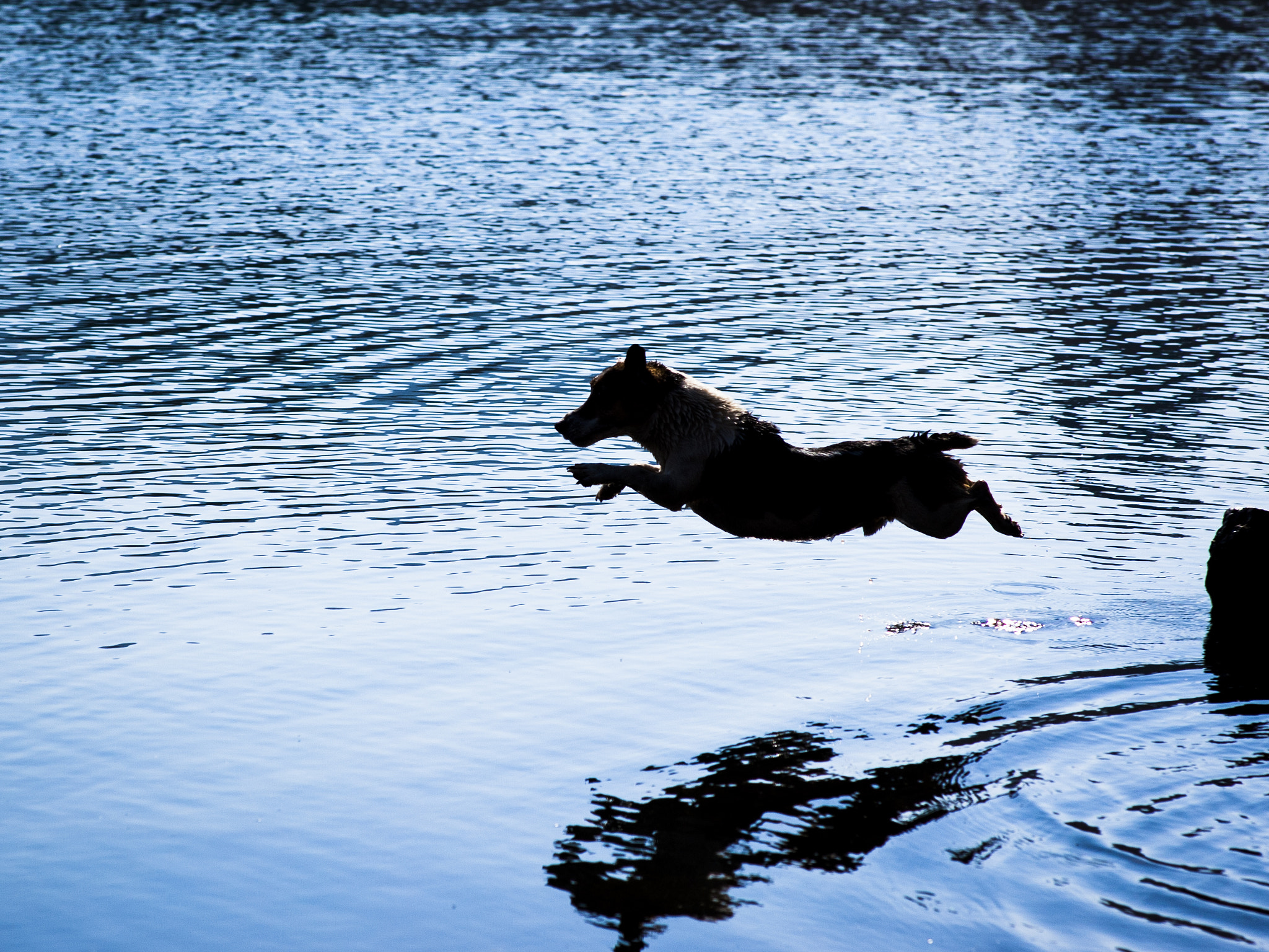 Nikon D70s + Sigma 85mm F1.4 EX DG HSM sample photo. Learning to fly photography