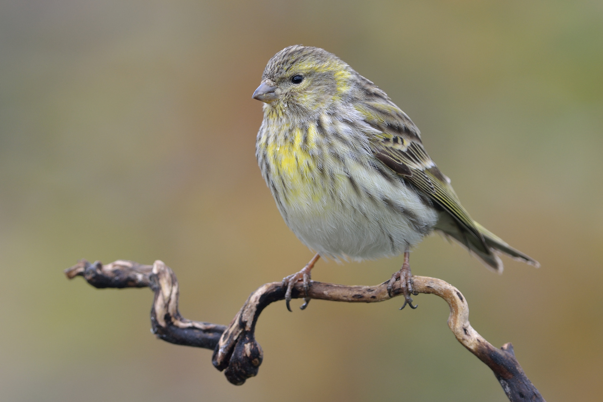 Nikon D5100 + Nikon AF-S Nikkor 300mm F4D ED-IF sample photo. European serin, the female photography