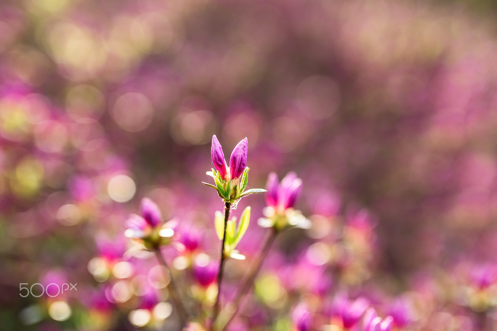 Sigma 50mm F1.4 EX DG HSM sample photo. Flower buds photography
