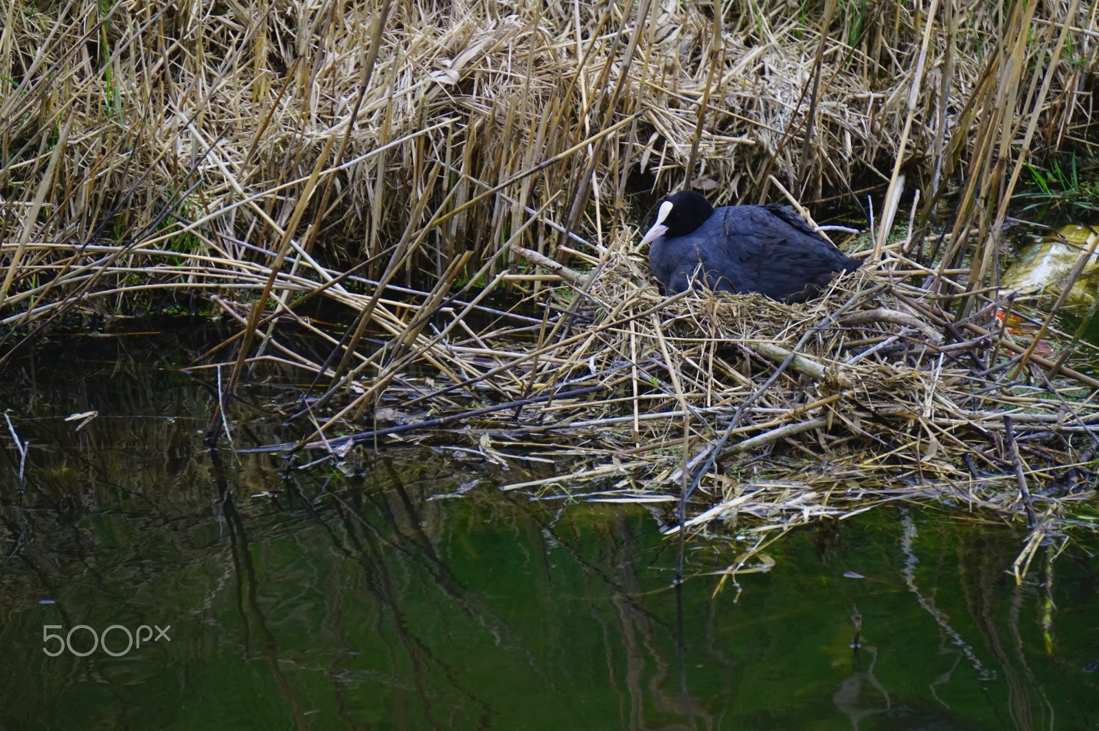 Sony E 55-210mm F4.5-6.3 OSS sample photo. Nesting photography