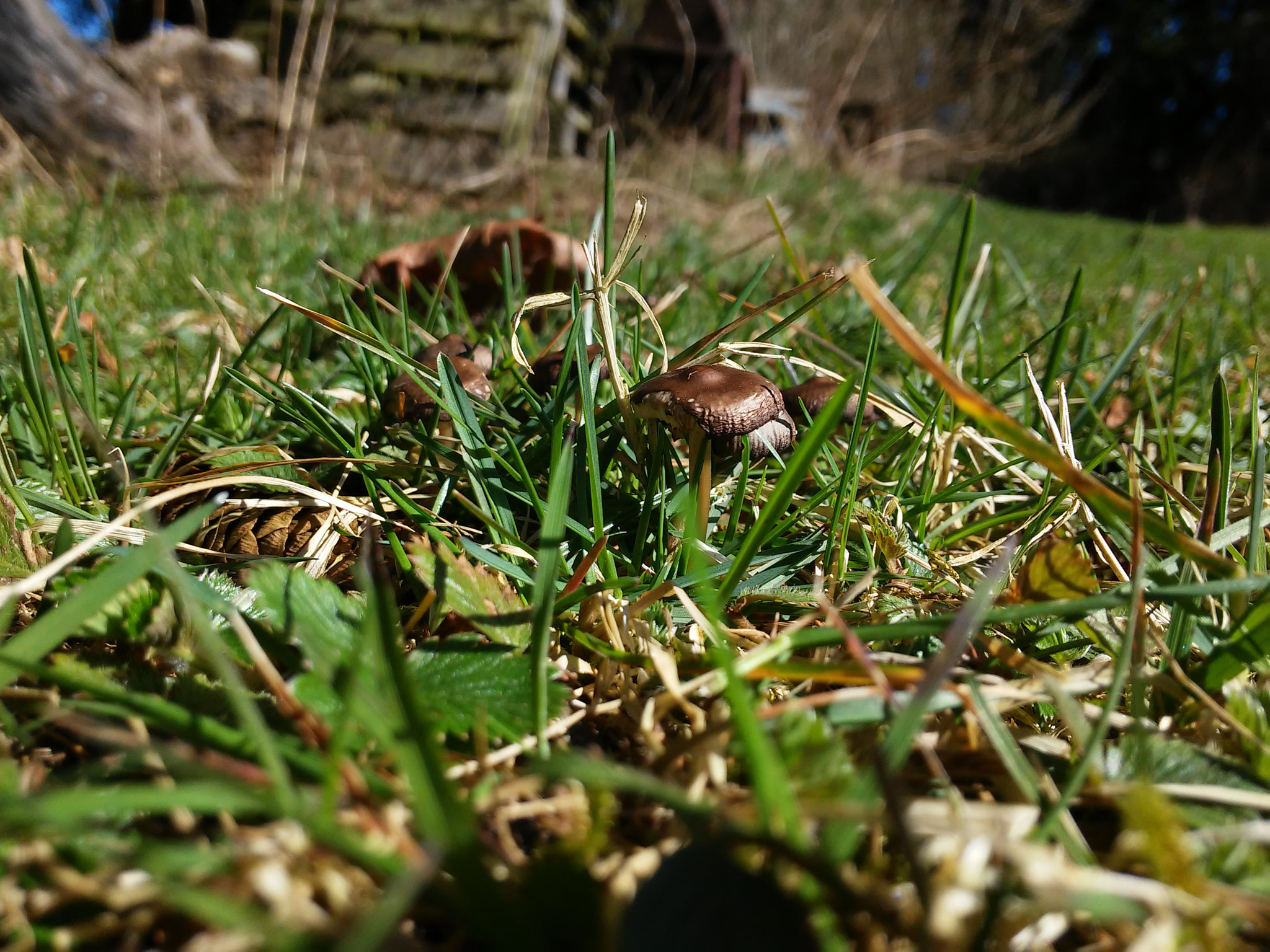 LG D620R sample photo. Little mushrooms photography