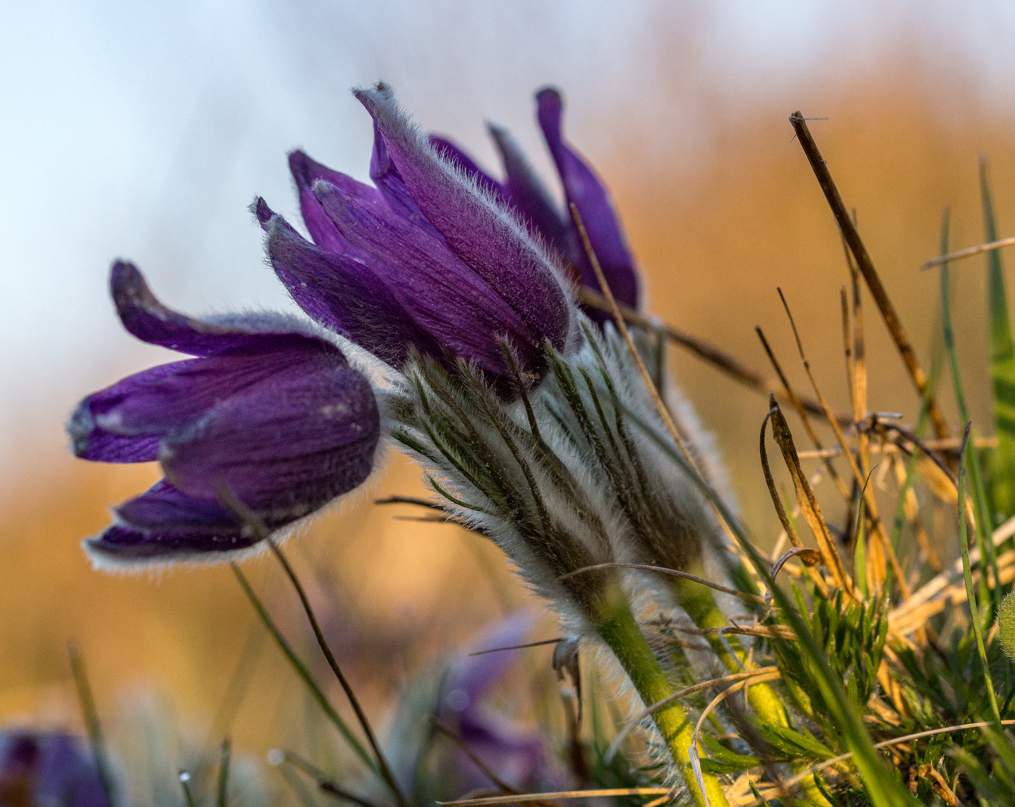 Sony SLT-A77 + 105mm F2.8 sample photo. Anemone pulsatilla photography