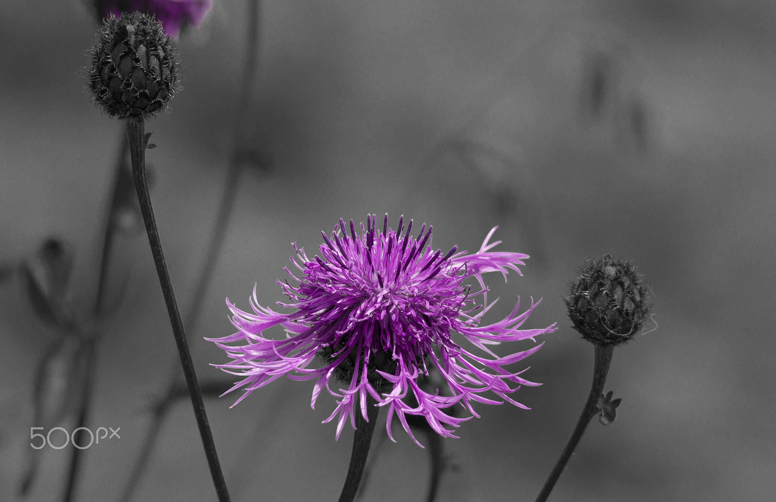 Sigma 150-500mm F5-6.3 DG OS HSM sample photo. Teufelskralle photography