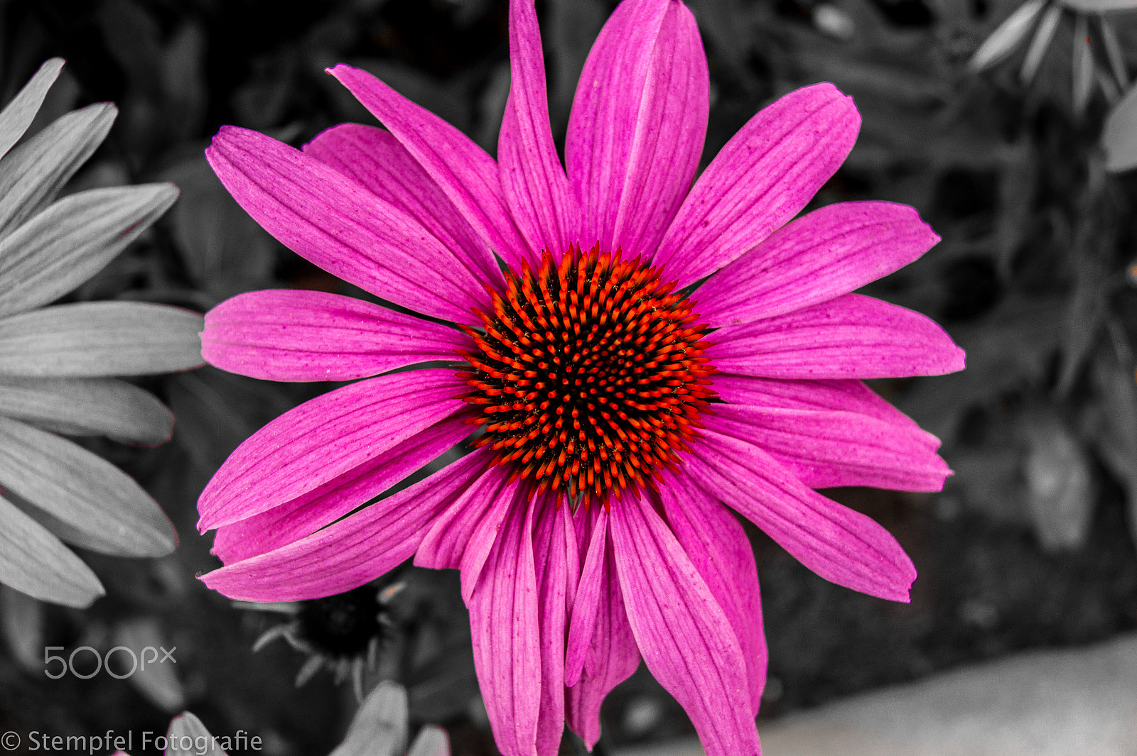 Sony Alpha DSLR-A550 + Sony DT 18-55mm F3.5-5.6 SAM sample photo. Flower photography