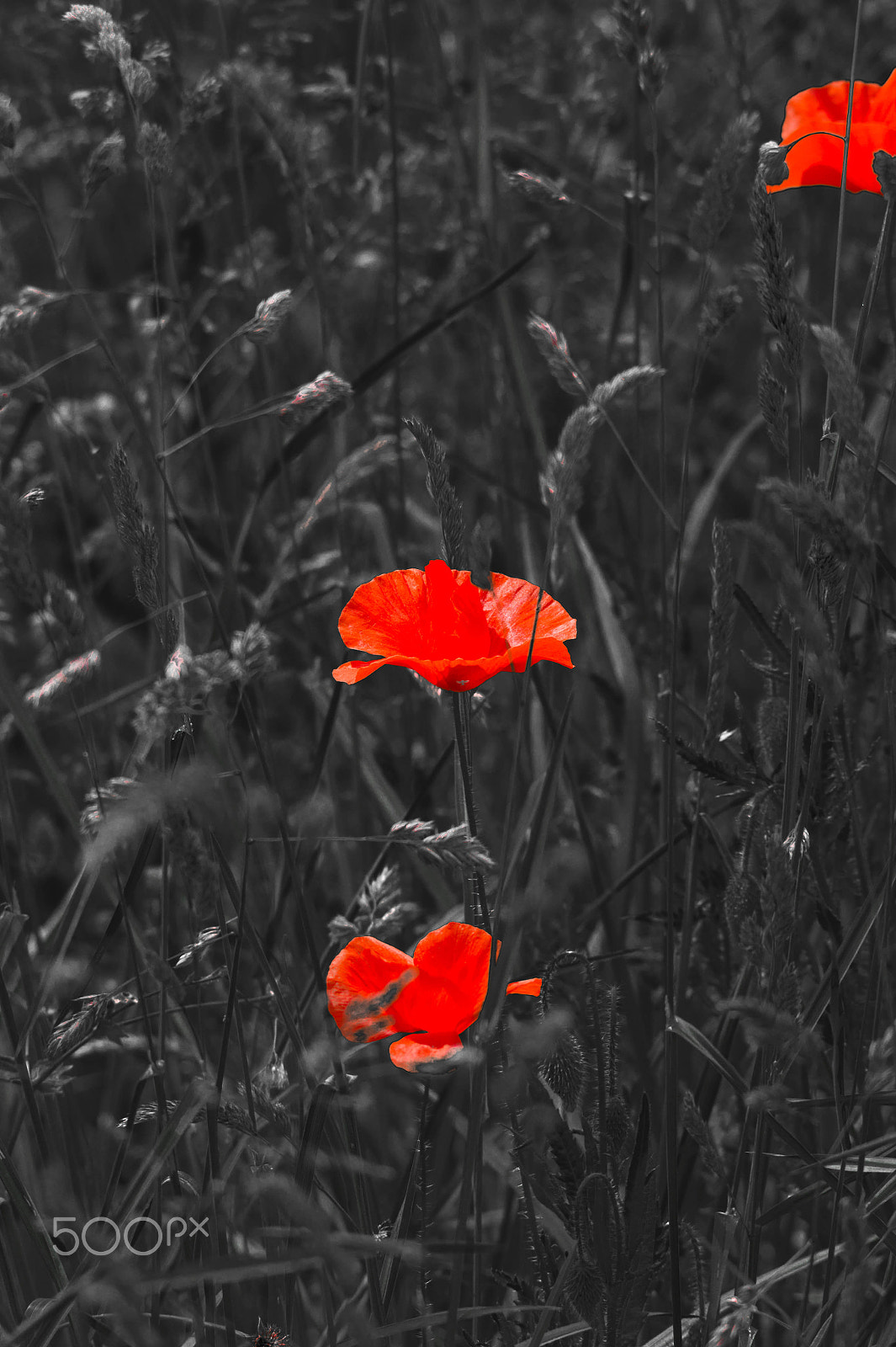 Sigma 150-500mm F5-6.3 DG OS HSM sample photo. Mohn photography