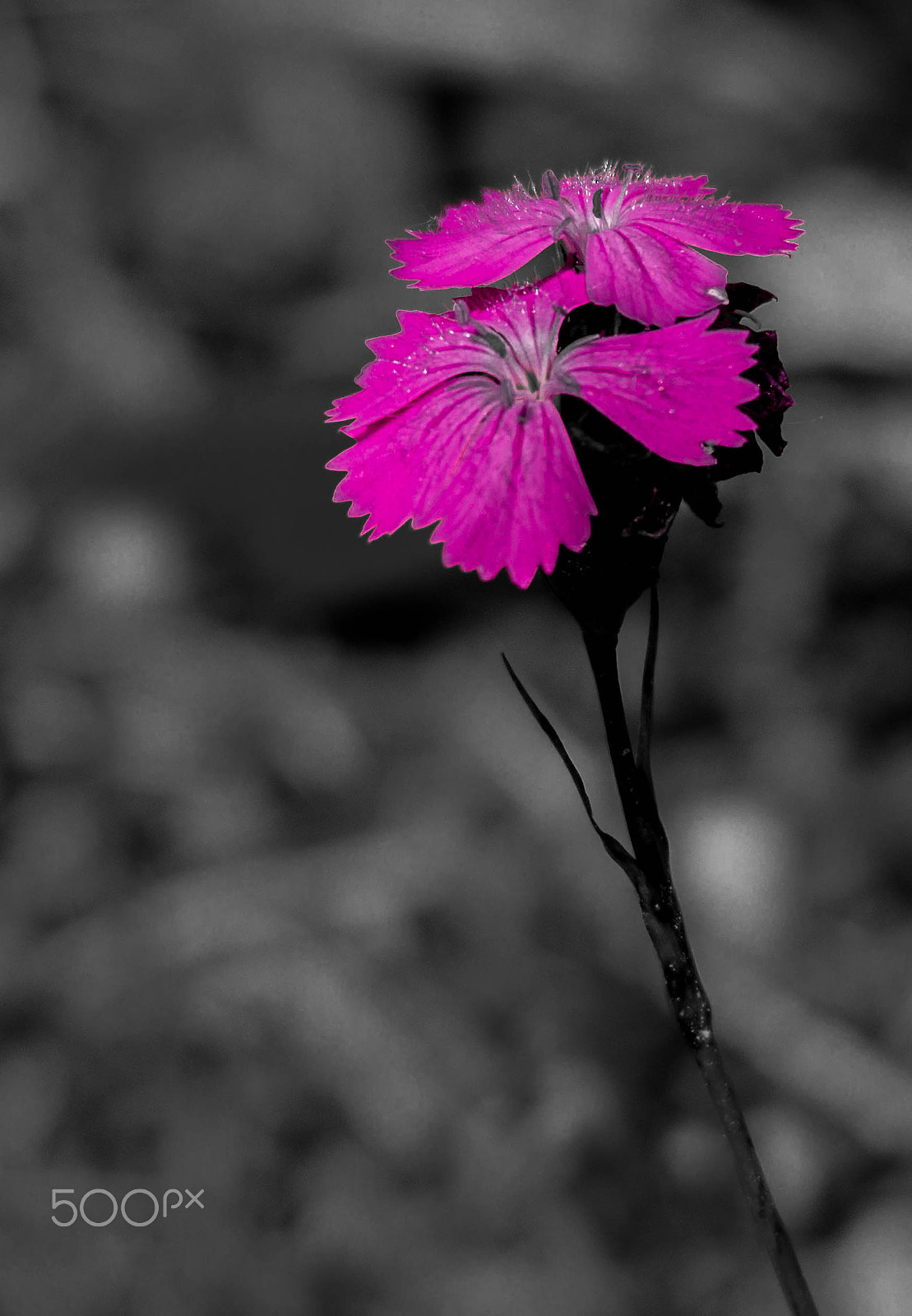 Sigma 150-500mm F5-6.3 DG OS HSM sample photo. Flower photography