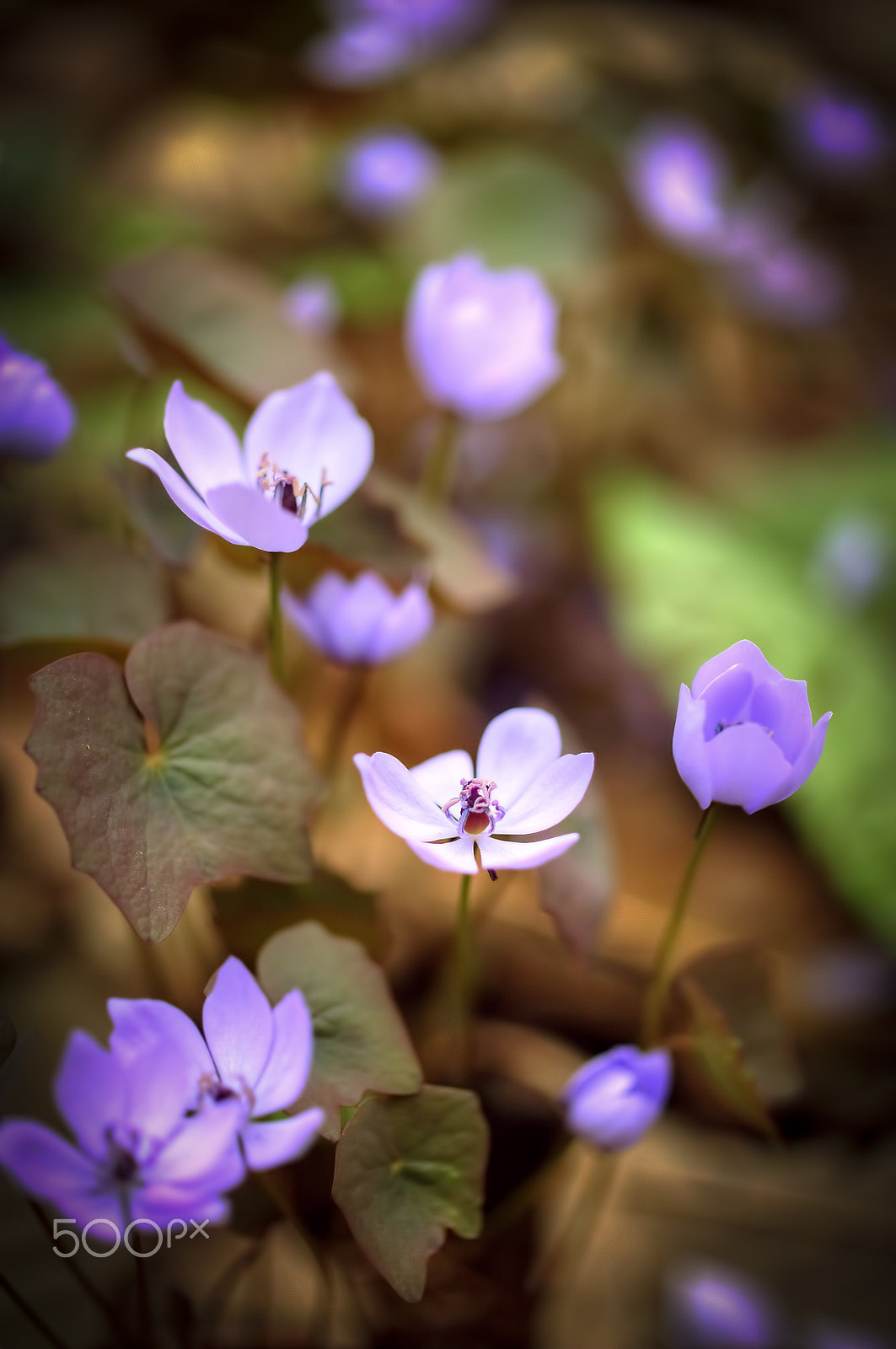 ZEISS Makro-Planar T* 50mm F2 sample photo. Purple flowers photography