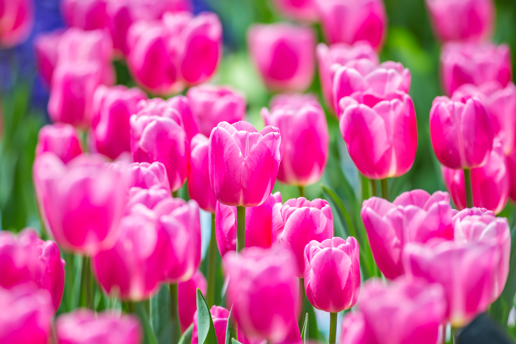 Canon EOS 6D + Canon EF 400mm F5.6L USM sample photo. Pink tulips photography