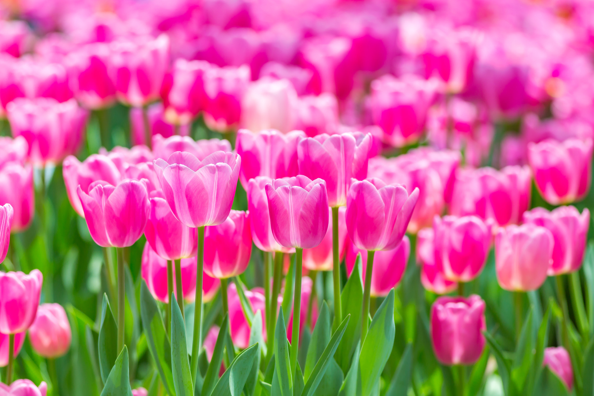 Canon EOS 6D + Canon EF 400mm F5.6L USM sample photo. Pink tulips photography