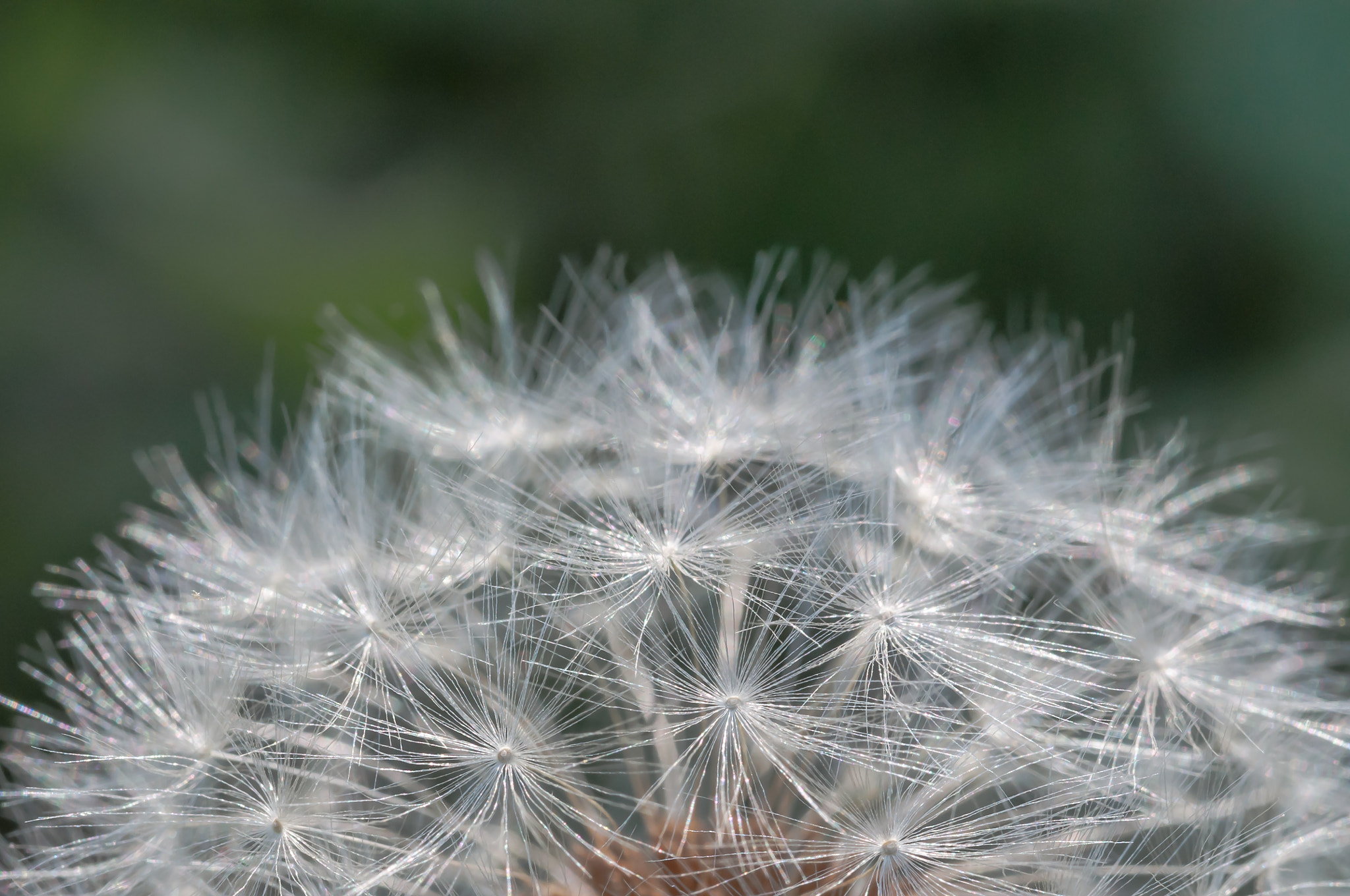 Sigma 105mm F2.8 EX DG OS HSM sample photo. Particolare di soffione photography