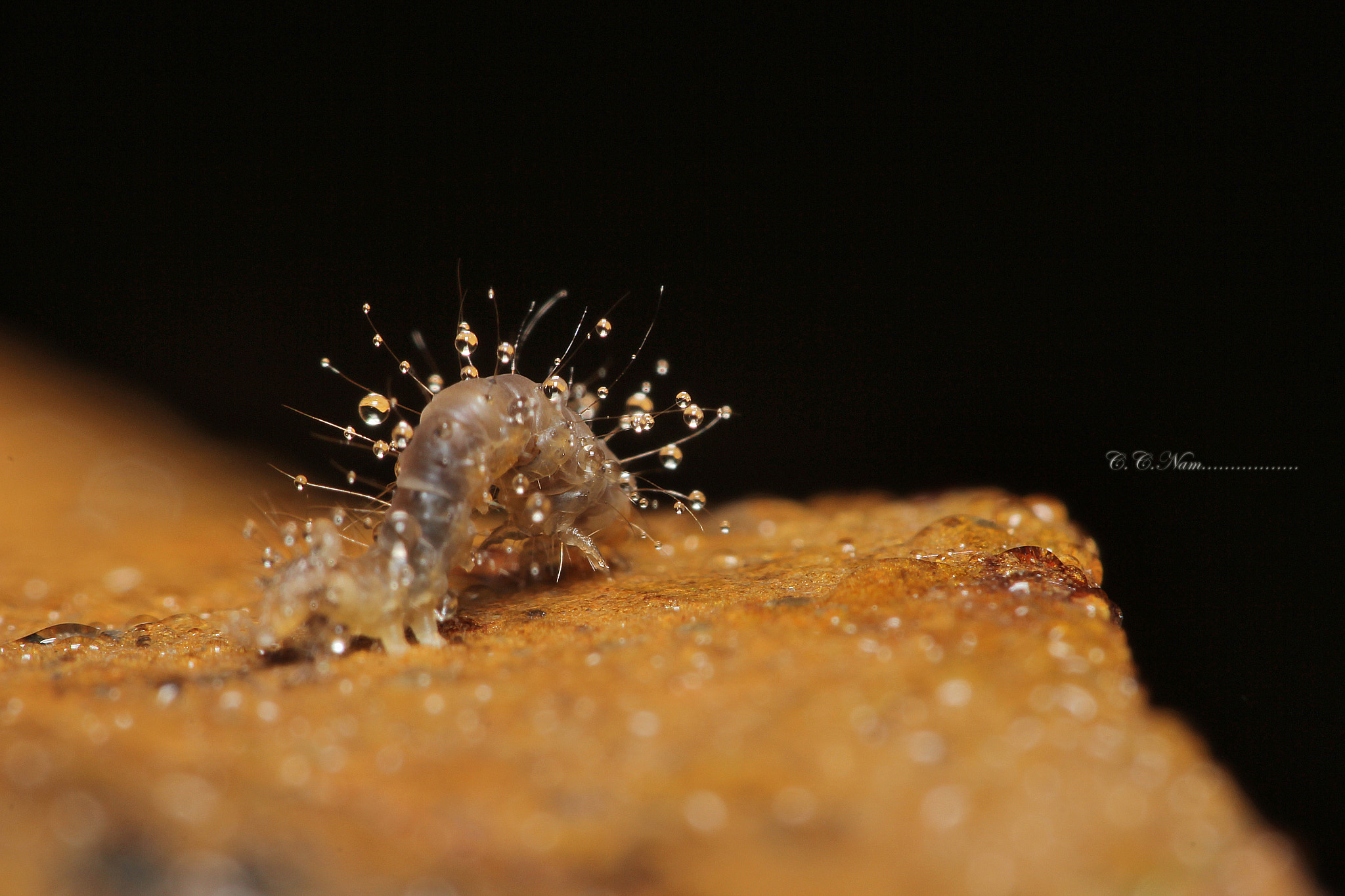 Sigma APO Macro 150mm f/2.8 EX DG HSM sample photo. Shower ? photography