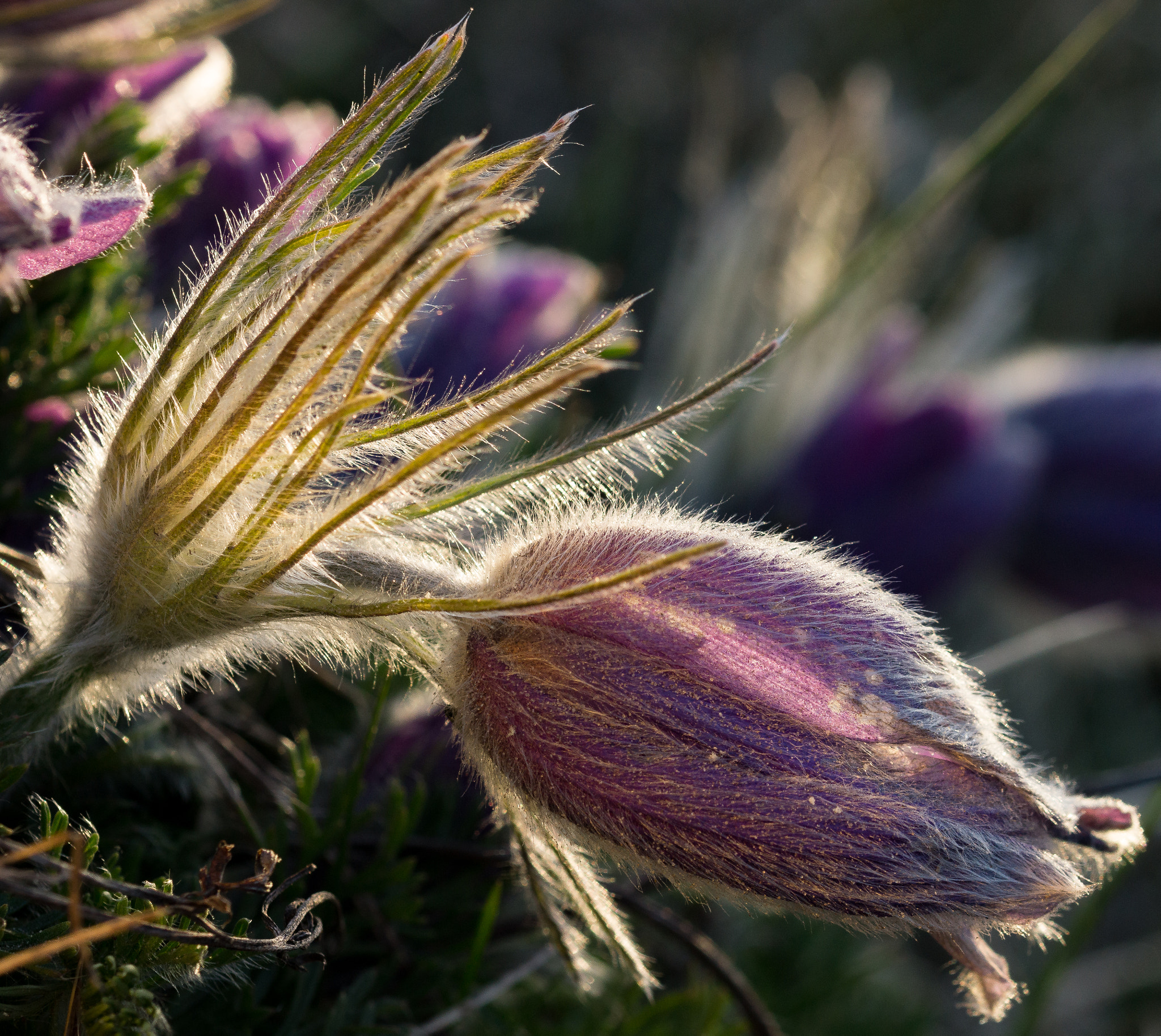 Sony SLT-A77 + 105mm F2.8 sample photo. Anemone pulsatilla ii photography