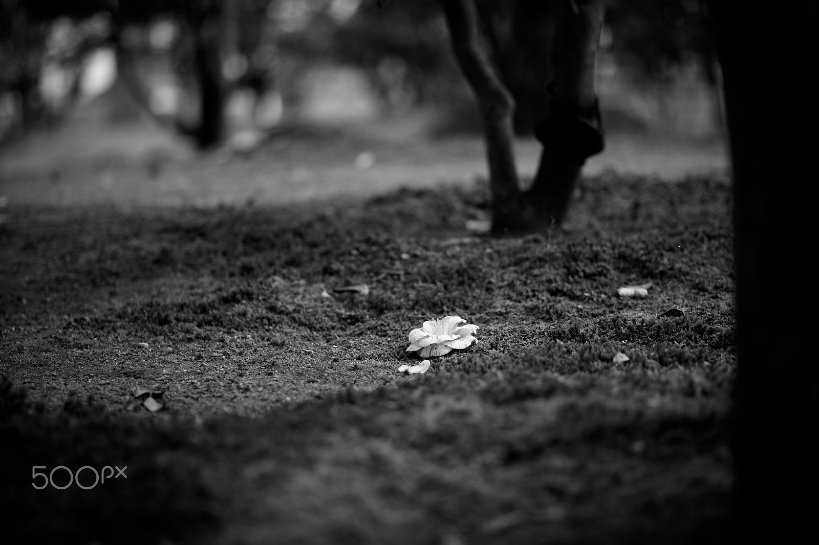 Nikon Df + Nikon AF-S Nikkor 85mm F1.8G sample photo. A fallen flower photography