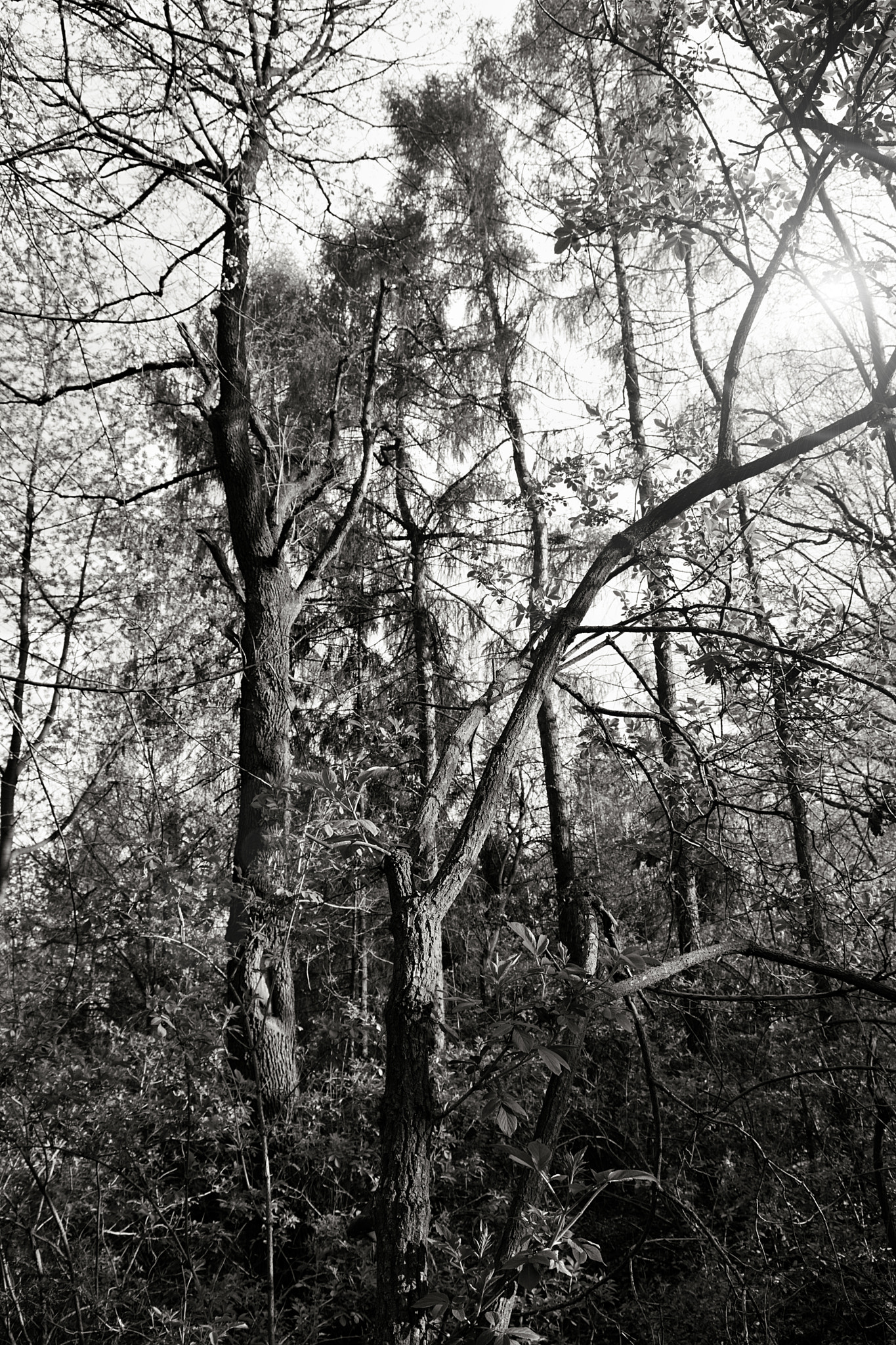 18.00 - 55.00 mm f/3.5 - 5.6 sample photo. Forest photography
