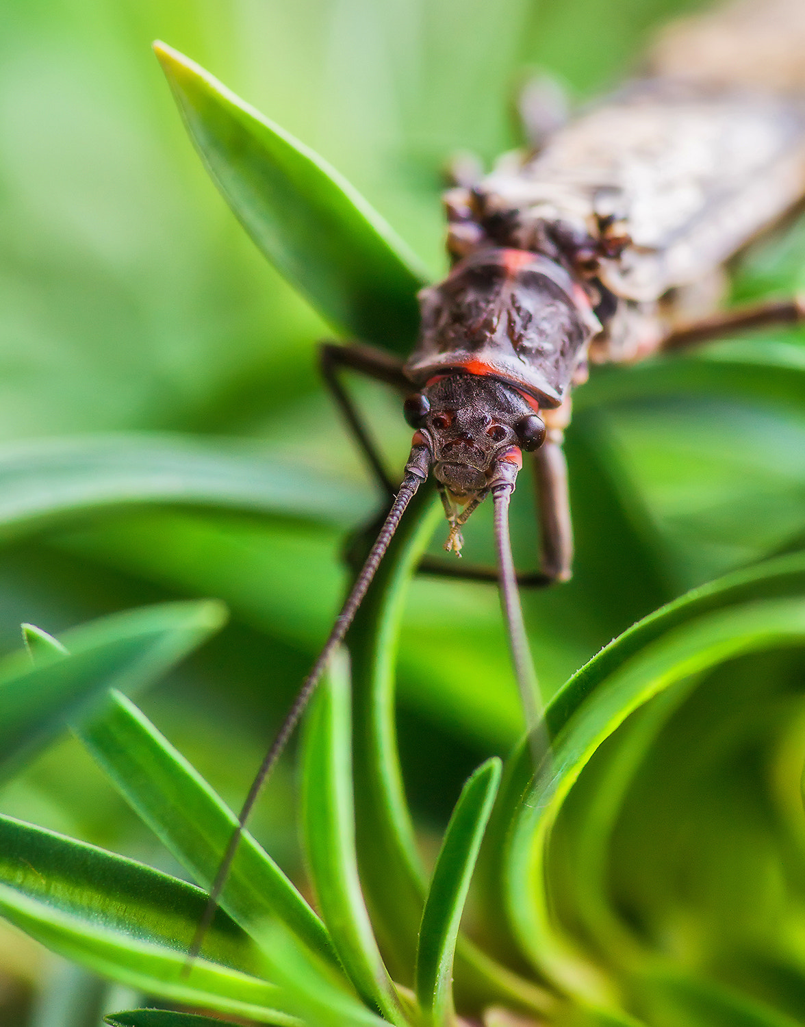 Sony Alpha DSLR-A850 + Minolta AF 100mm F2.8 Macro [New] sample photo. Monster. photography