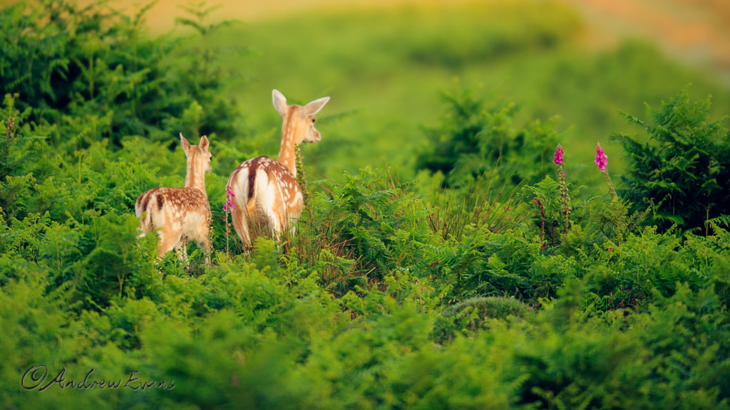 Nikon AF-S Nikkor 400mm F2.8G ED VR II sample photo. Walking with mum photography